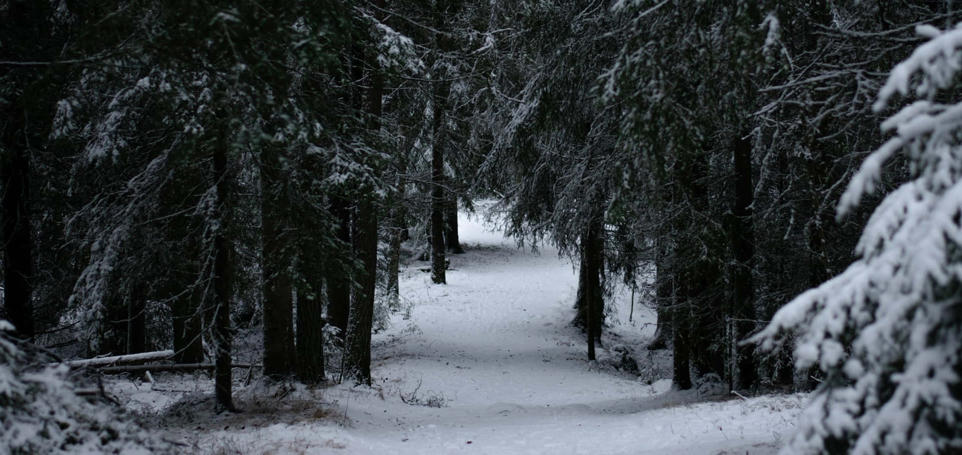 A Snowy Path Through A Forest Wallpaper