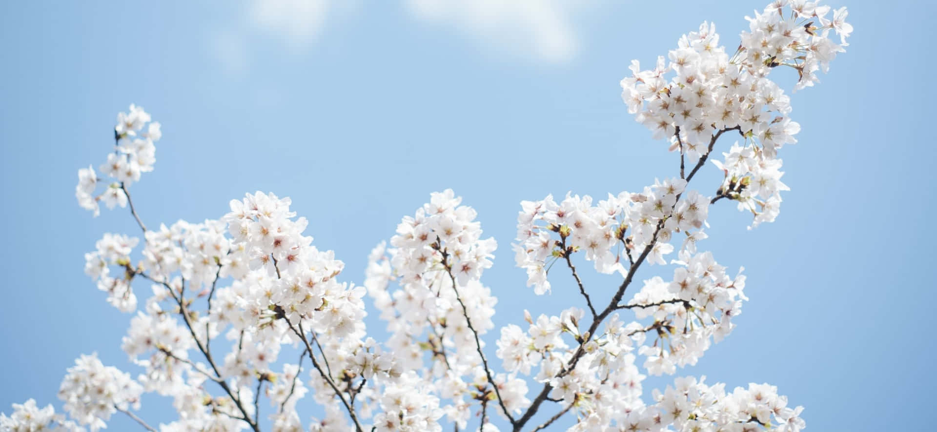 White Flowers On A Branch Against A Blue Sky Wallpaper
