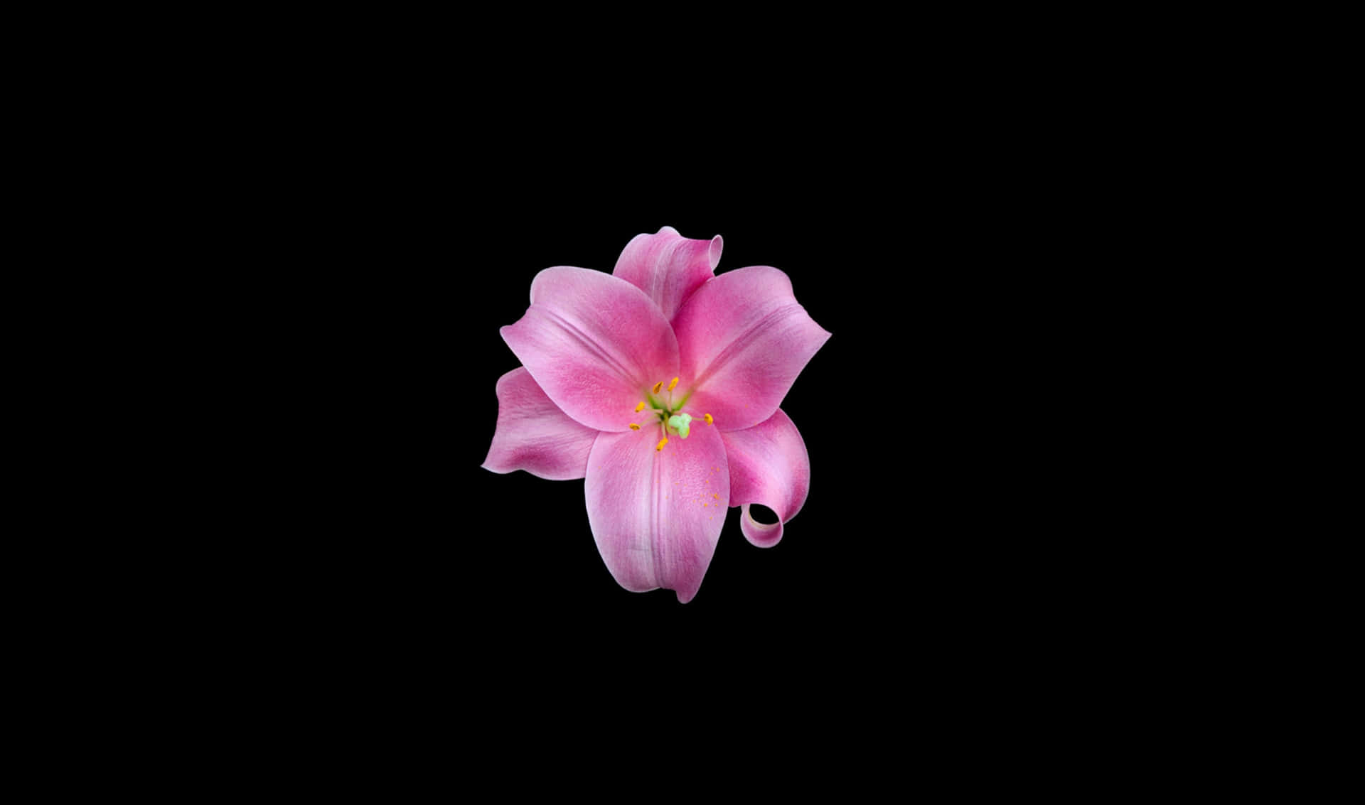 Pink Lily 2440x1440 Amoled Background