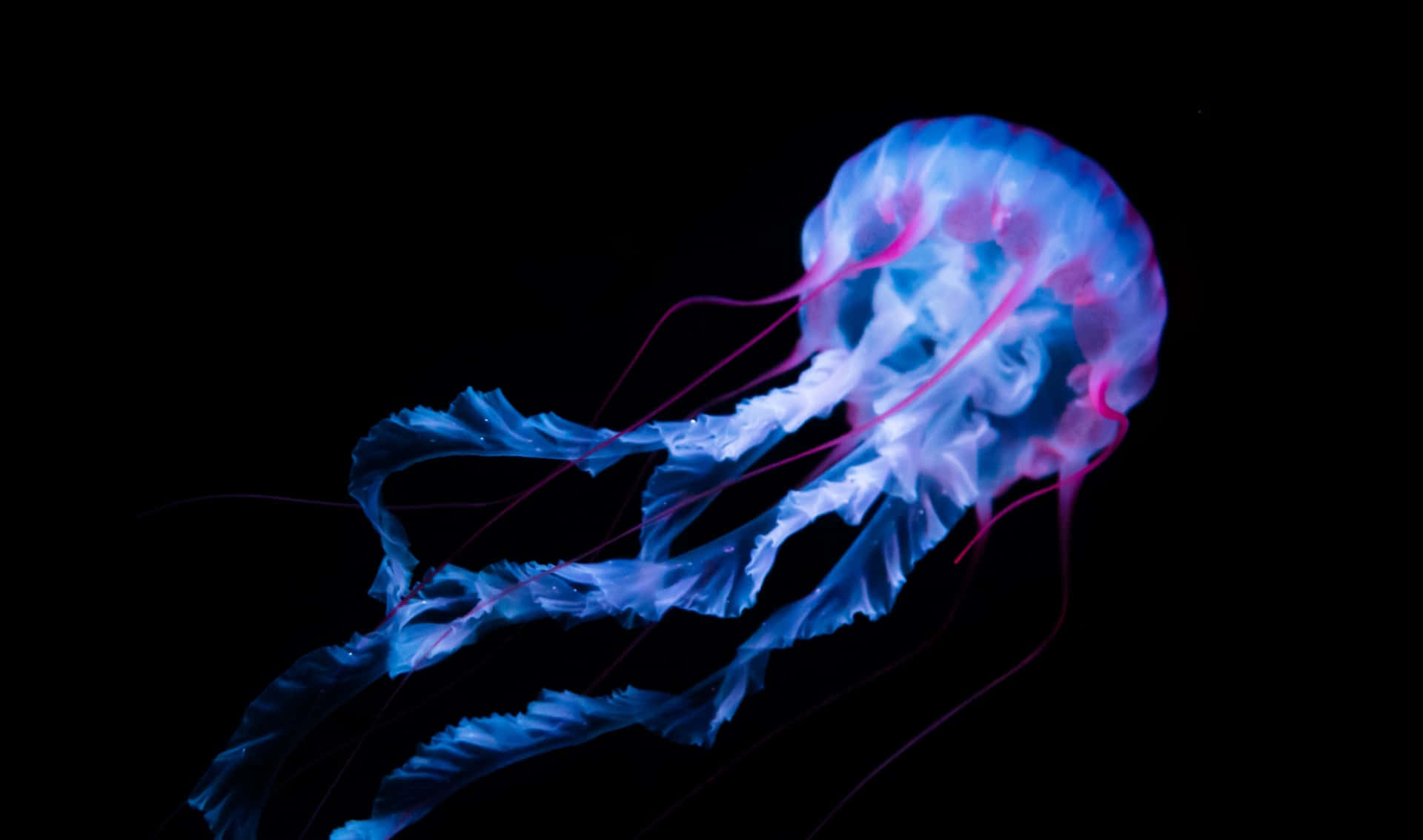 Blue Jellyfish 2440x1440 Amoled Background