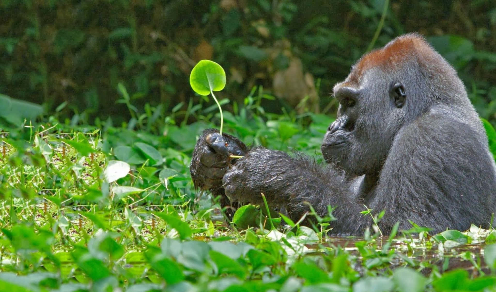 Unosguardo Ravvicinato A Un Gorilla.