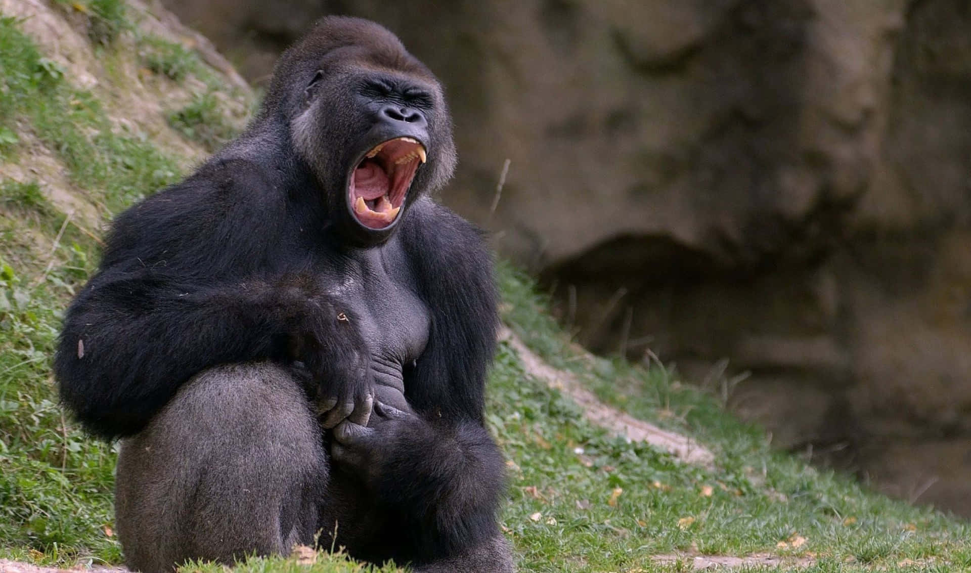 Primopiano Di Un Possente E Saggio Gorilla Di Montagna Dal Manto Argenteo Nel Suo Habitat Naturale