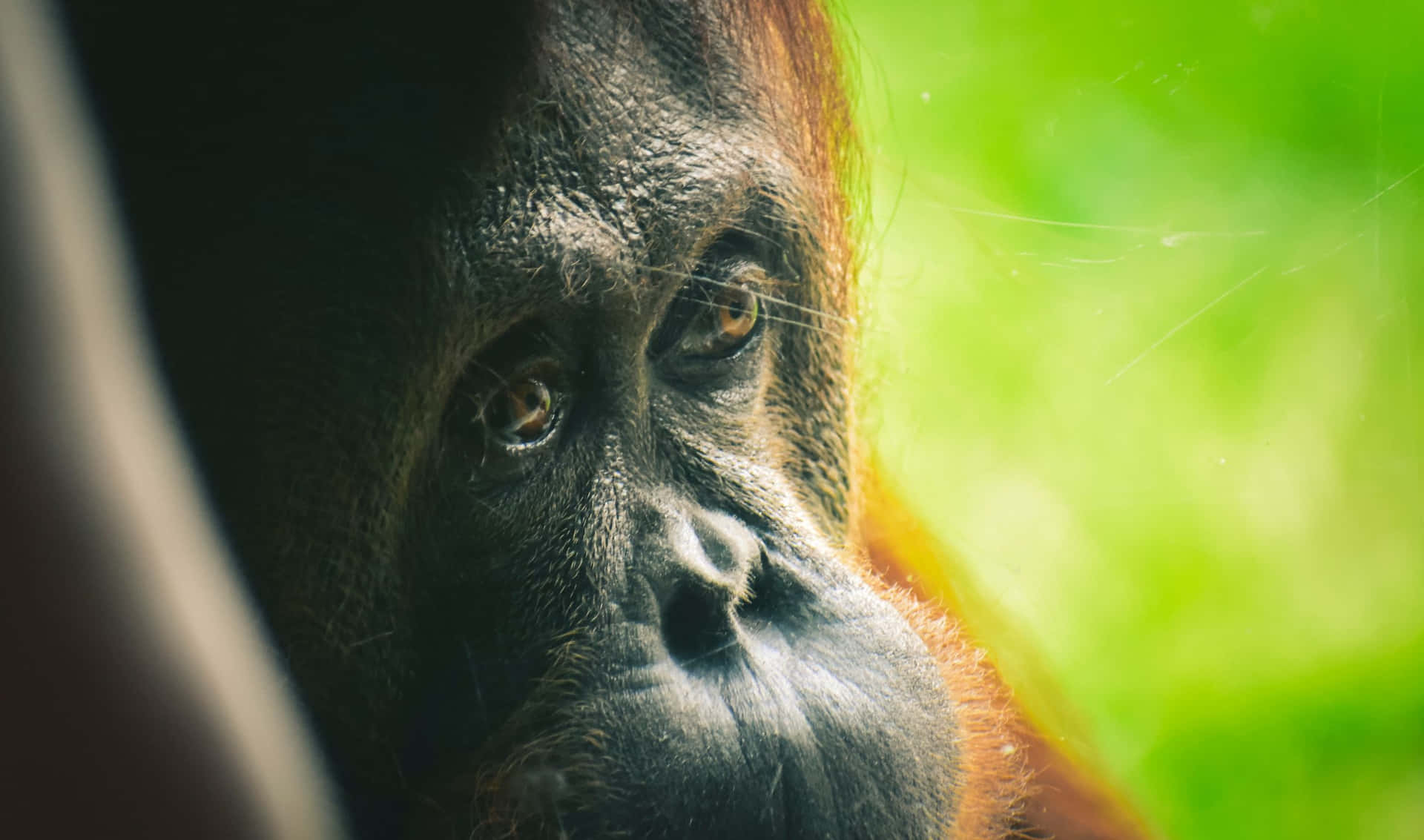 A Gorilla Sitting in a Jungle