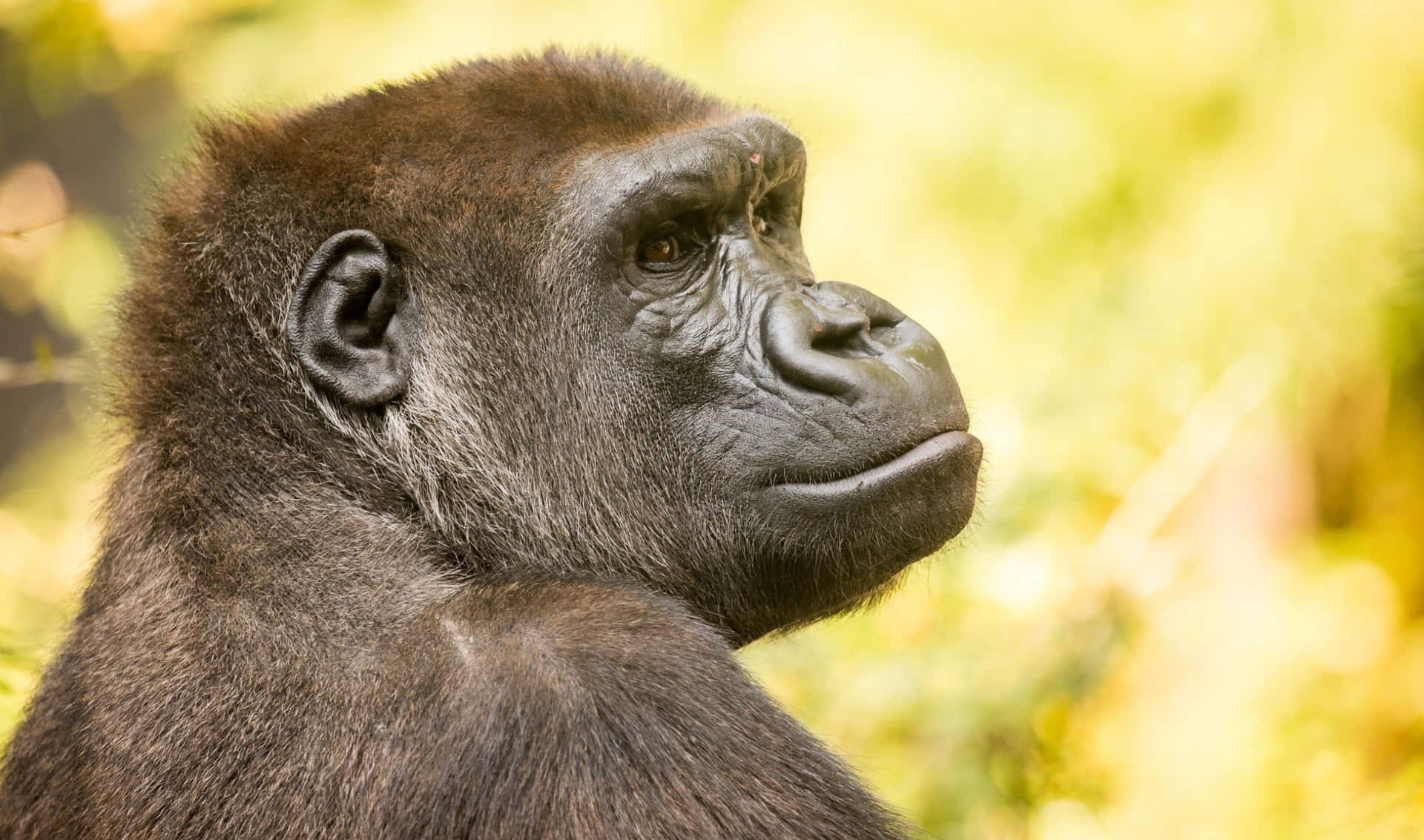 A closeup shot of a majestic Gorilla in soft lighting