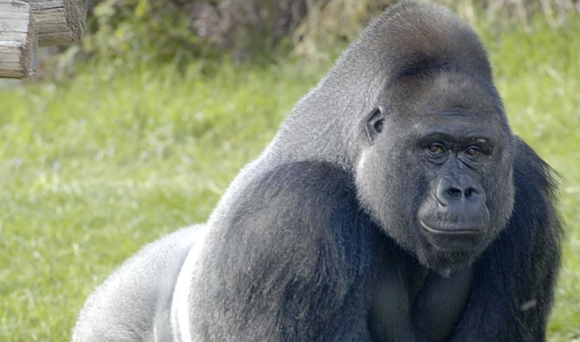 A powerful yet gentle mountain gorilla in its natural habitat