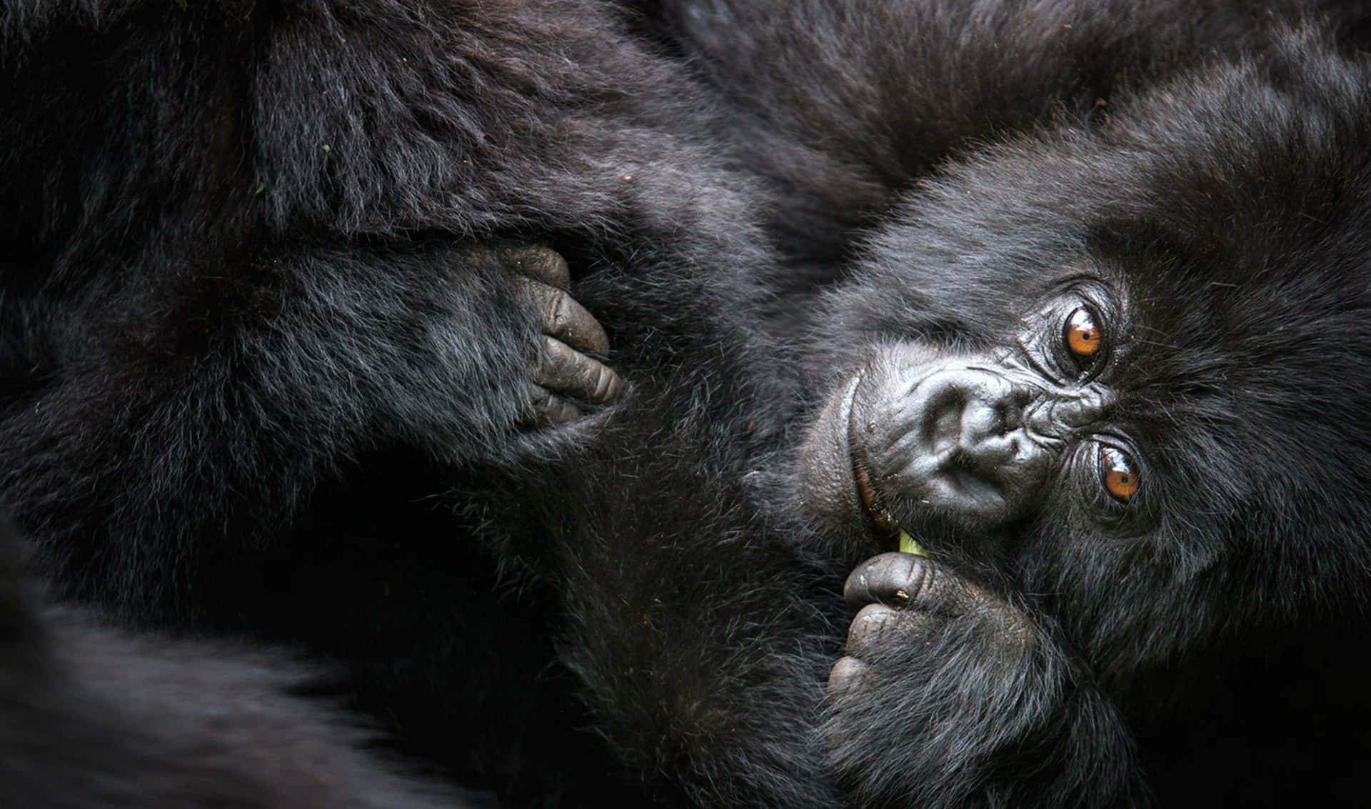An Intimidating, Yet Endearing, Close-up of a Gorilla