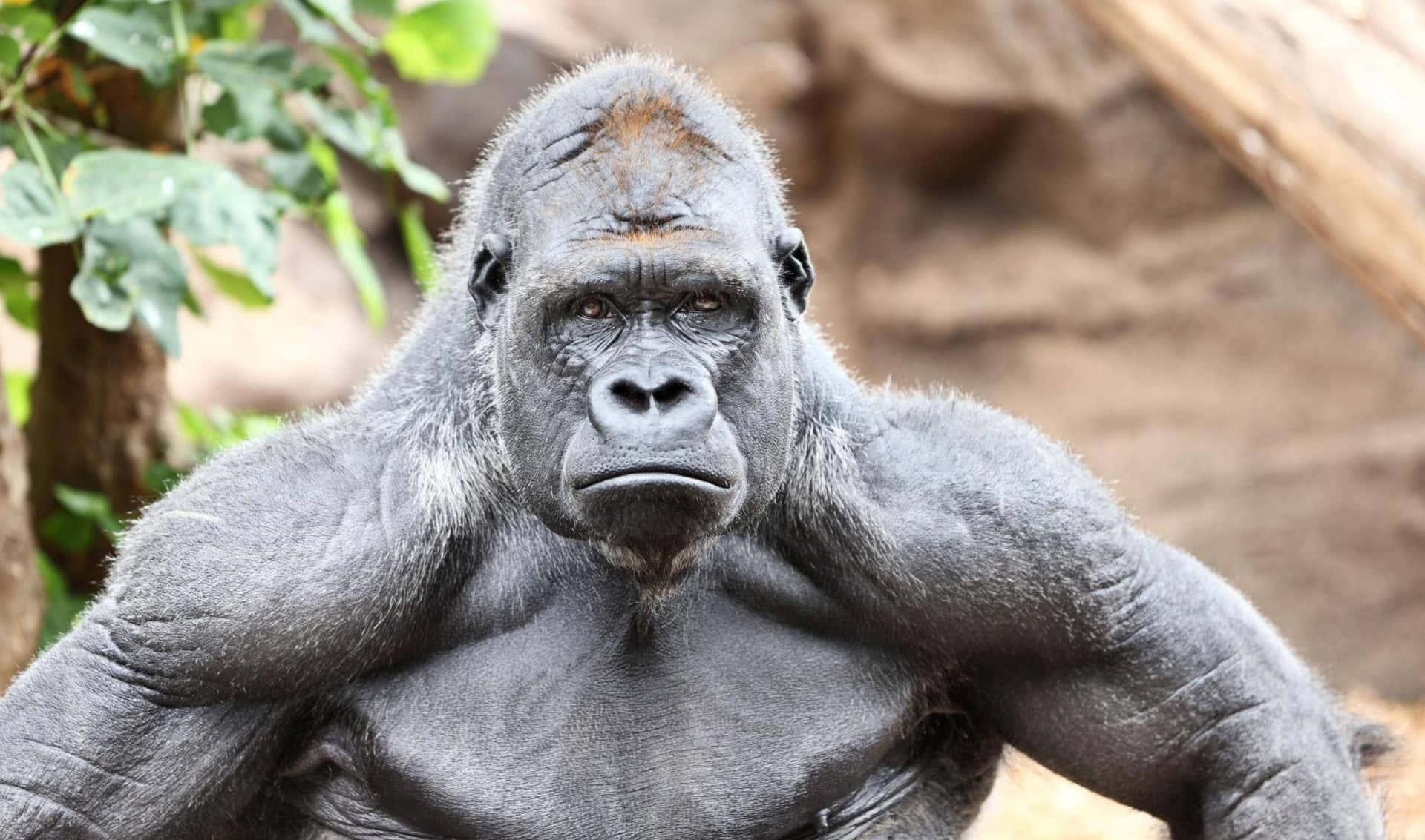 Image  Close-up of a Silverback Gorilla