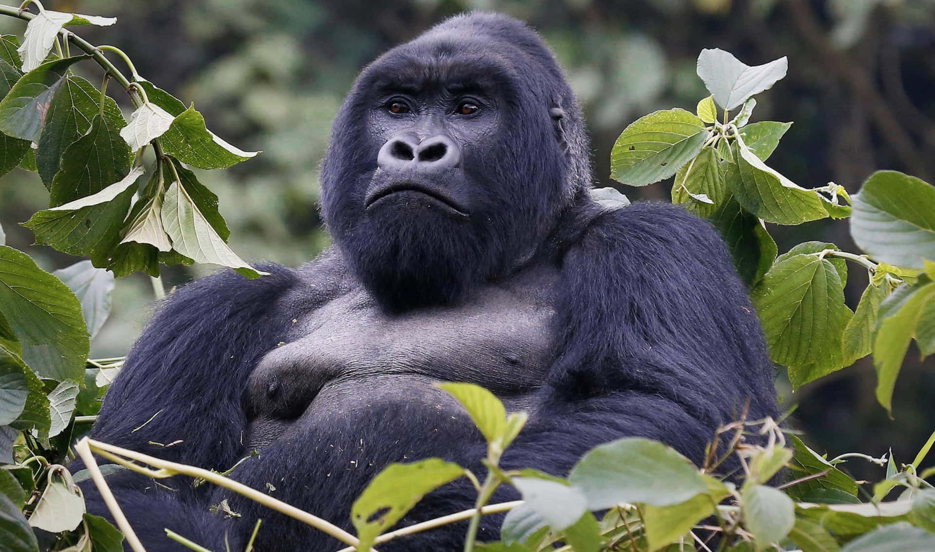 A majestic male Gorilla in its natural habitat