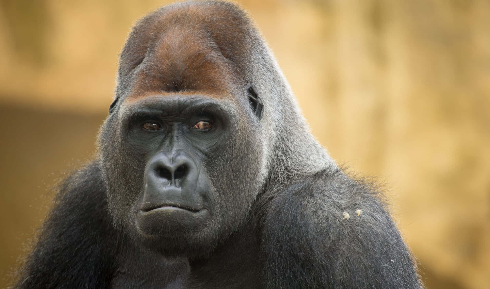 Close-up of Friendly Gorilla