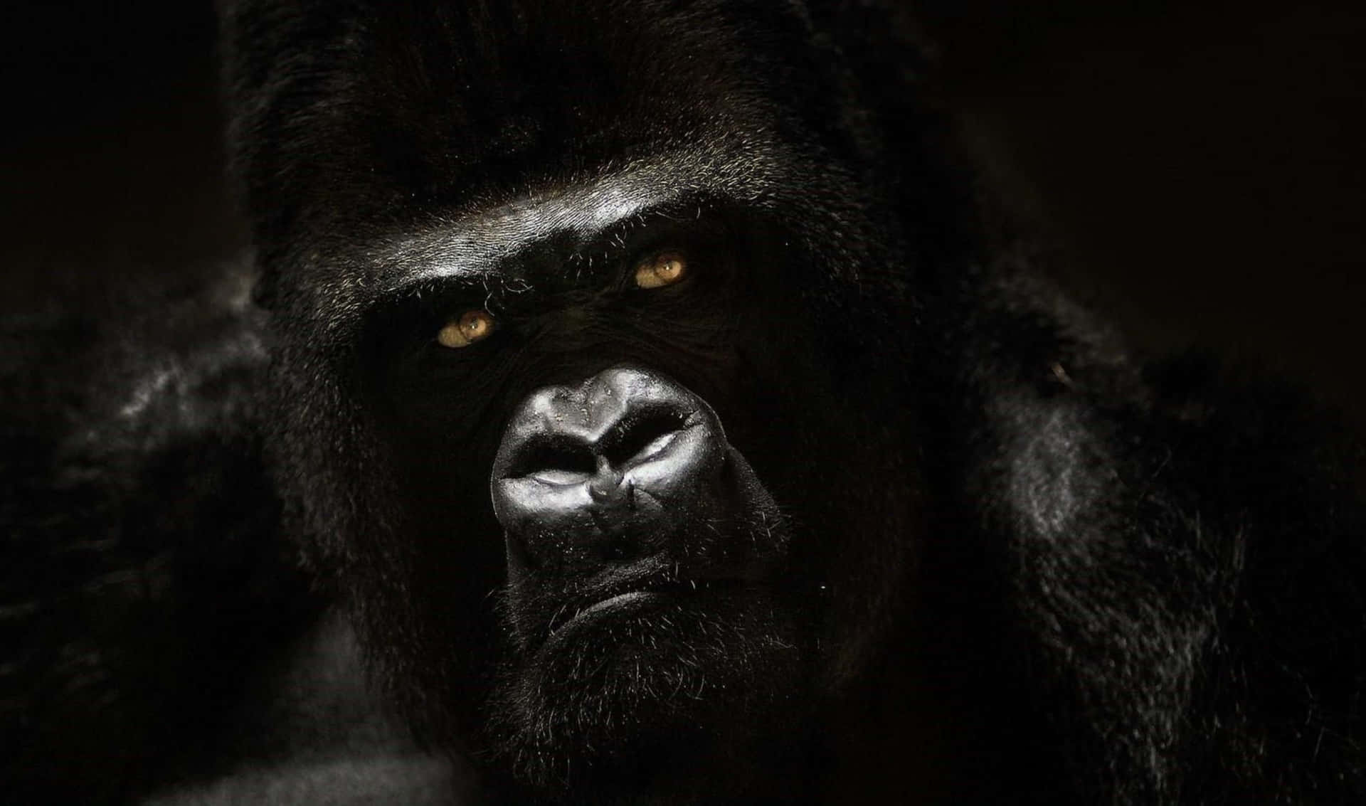 A large silverback gorilla on a black background