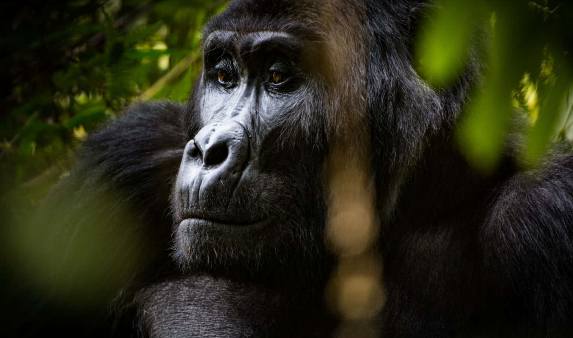 Closeup Portrait Of A Gorilla