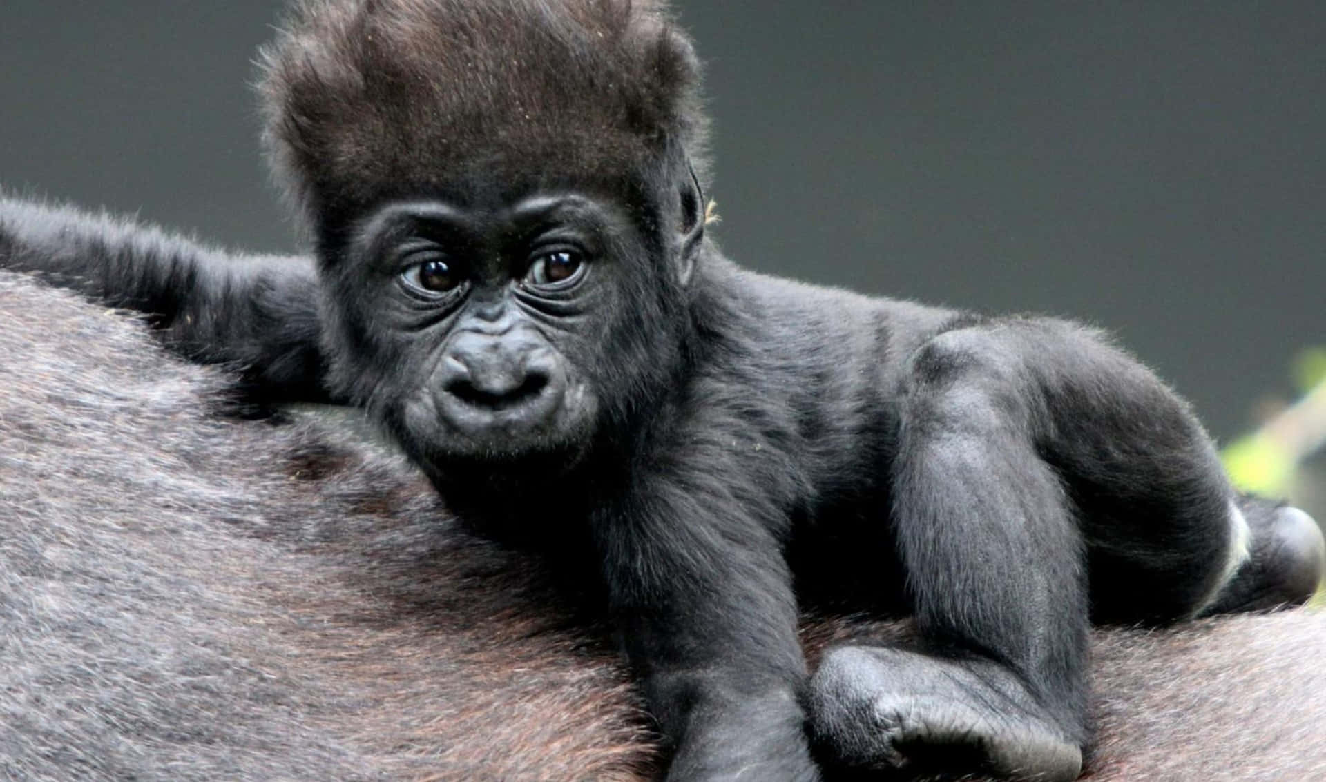 A Baby Gorilla Is Sitting On The Back Of A Large Animal