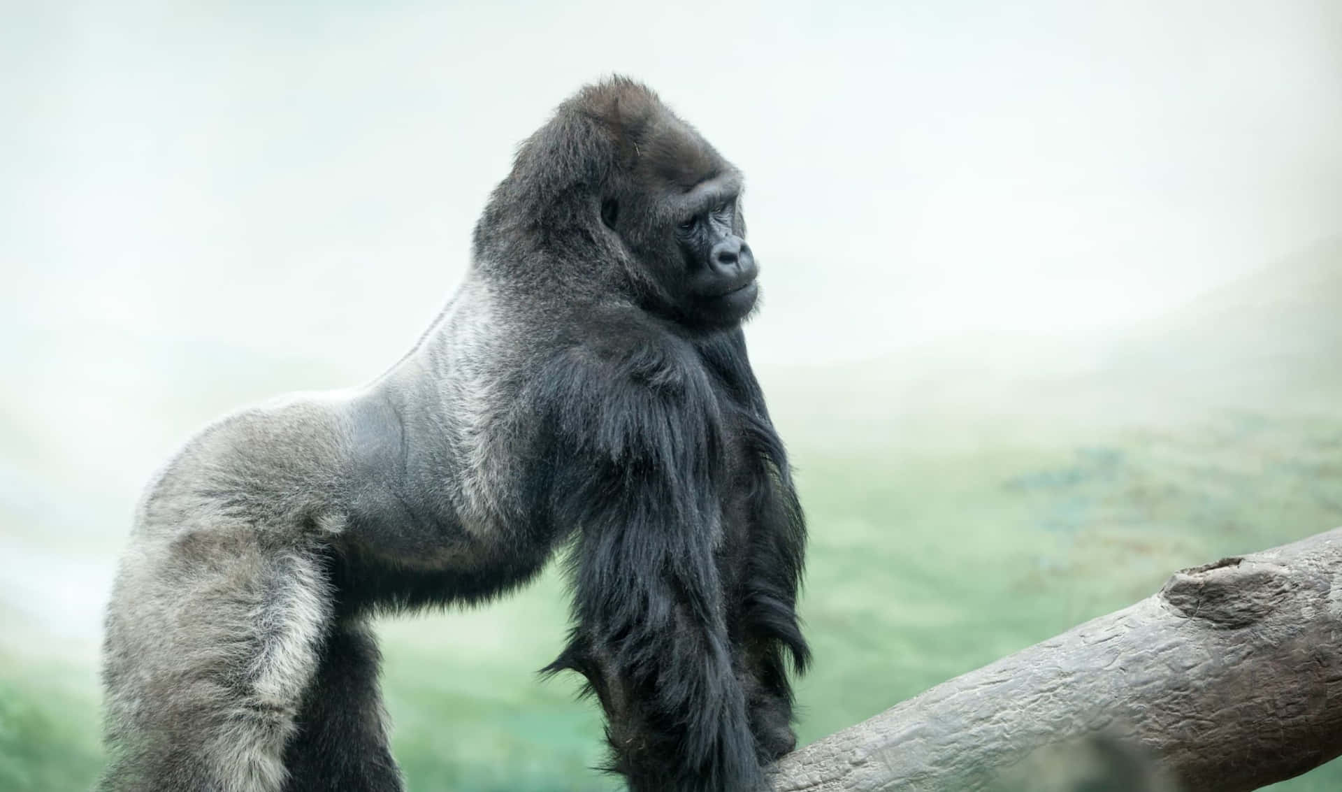 A Closeup of a Gorilla