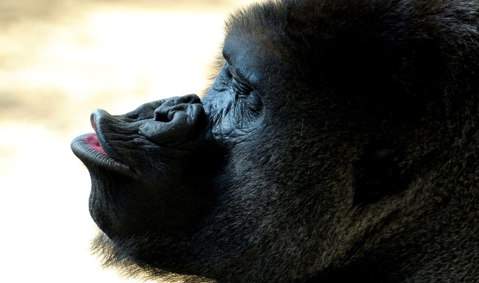 An adult Gorilla looks proudly into the distance.