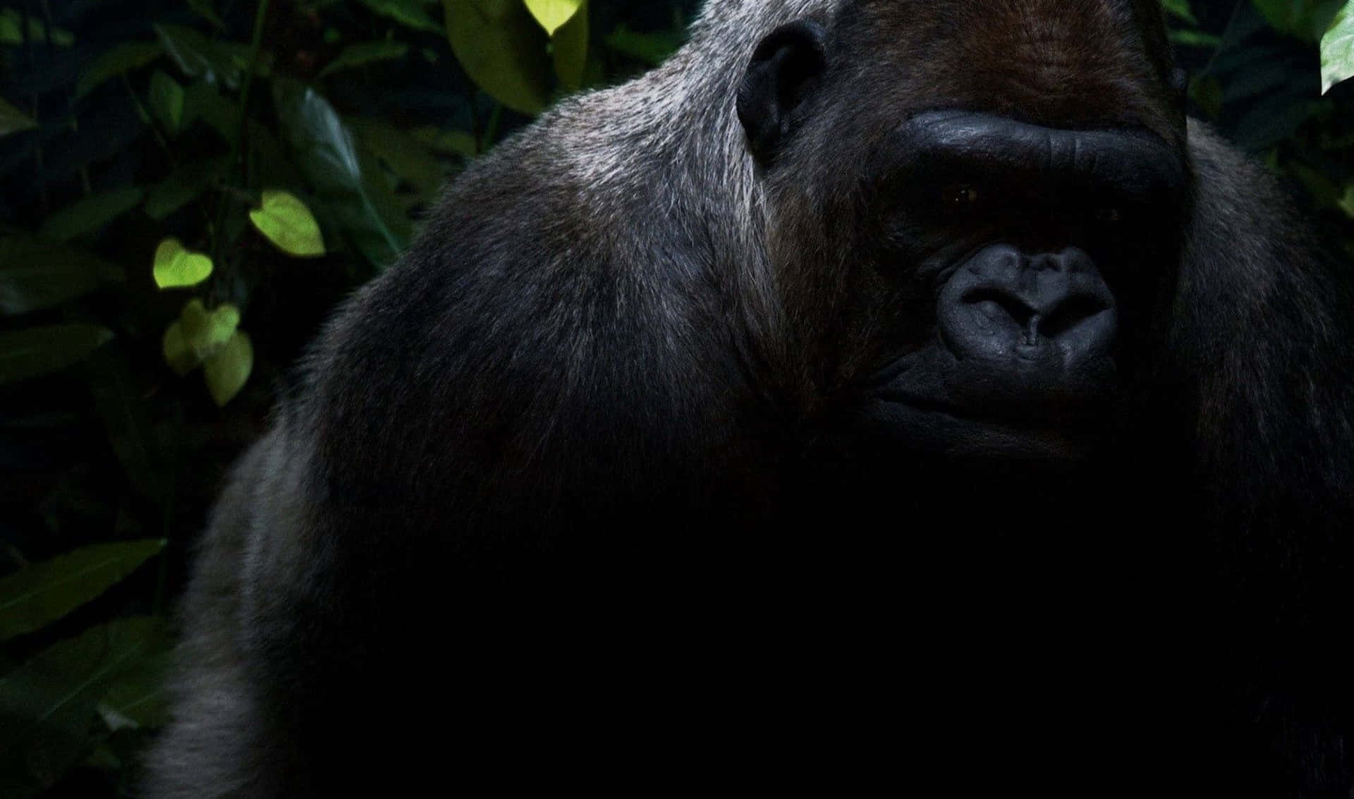 A close-up of a Gorilla in its natural habitat.