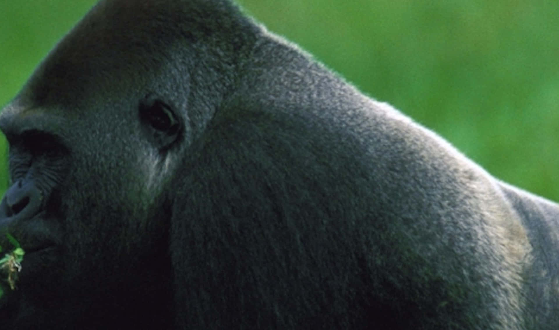 A Gorilla Sitting in the Rainforest