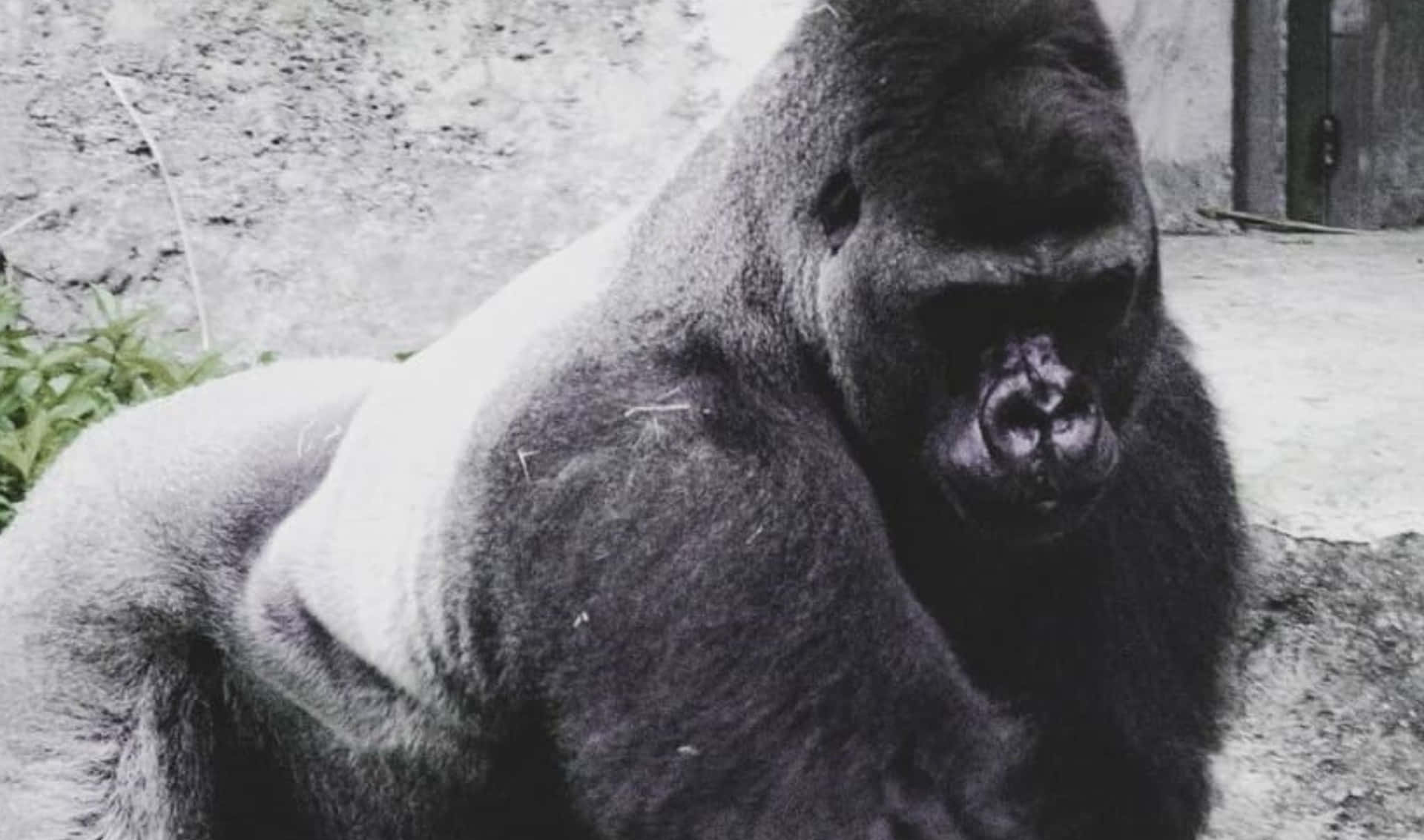 Close-up portrait of a Gorilla