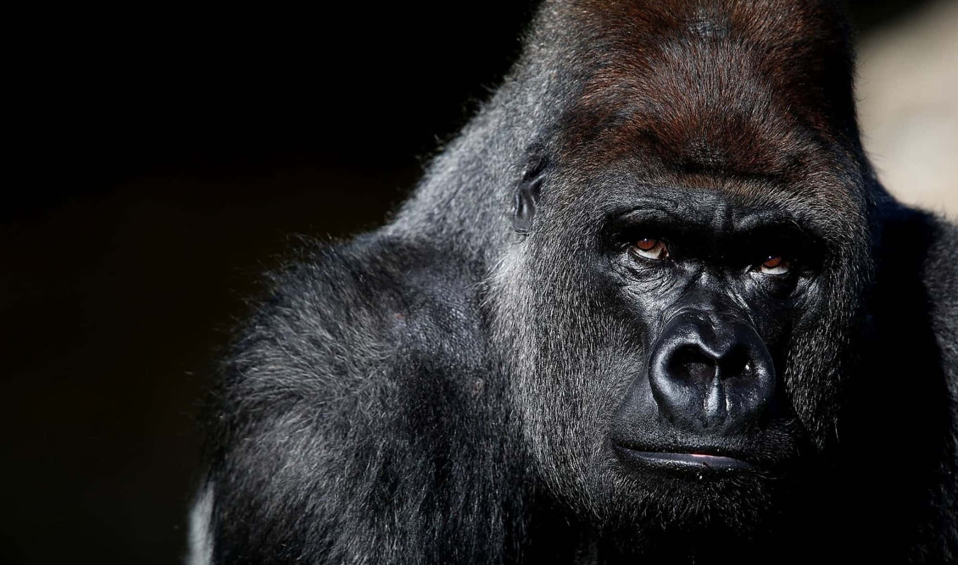 A Close-up of a Gorilla's Face