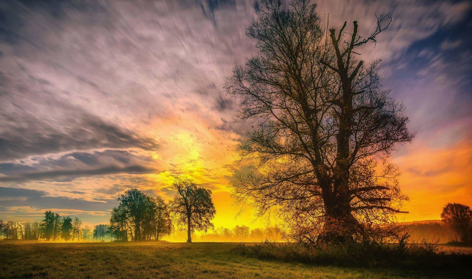 a tree in a field with a colorful sky