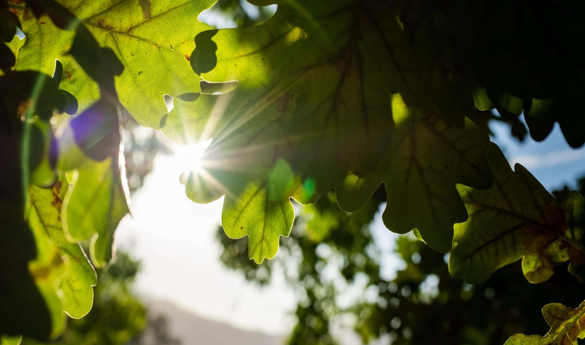 sun shining through leaves of an oak tree