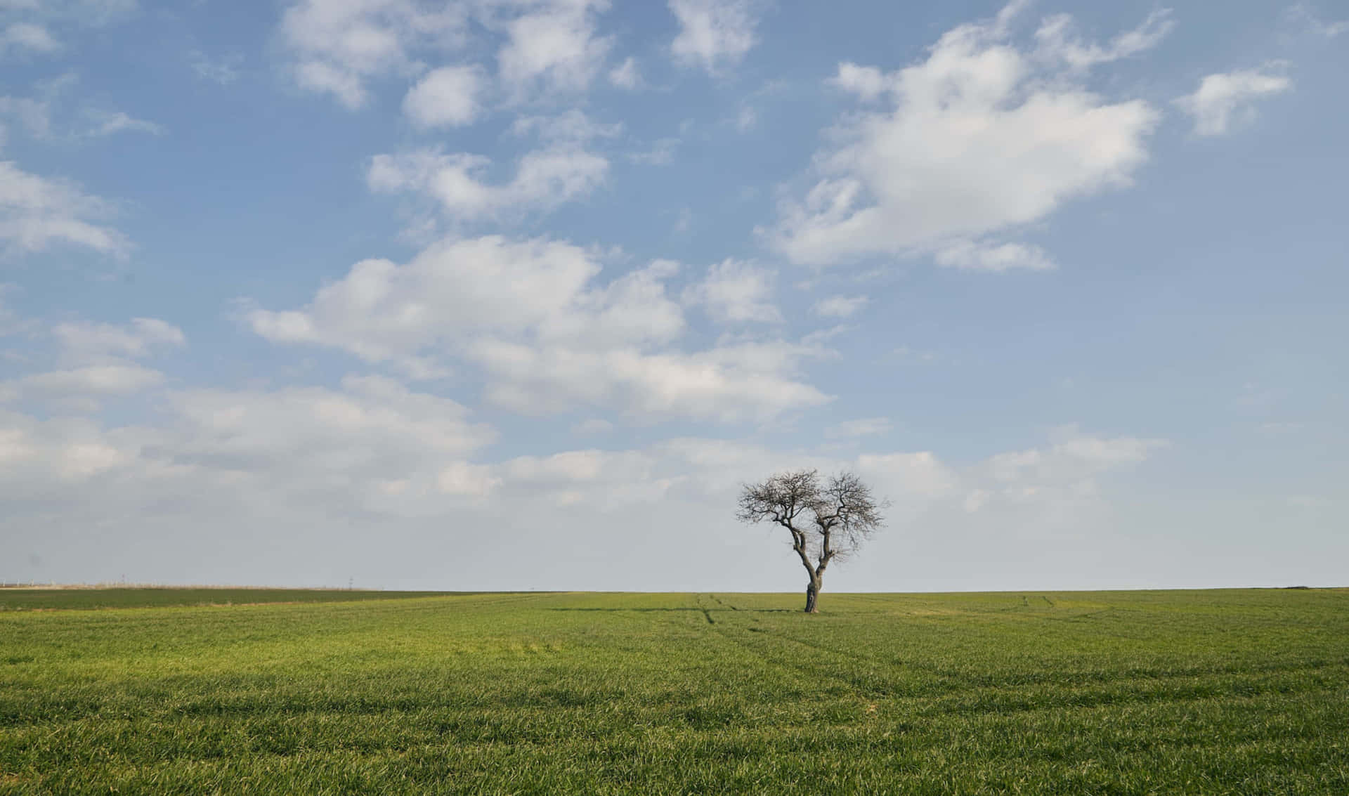 a lone tree in a green field
