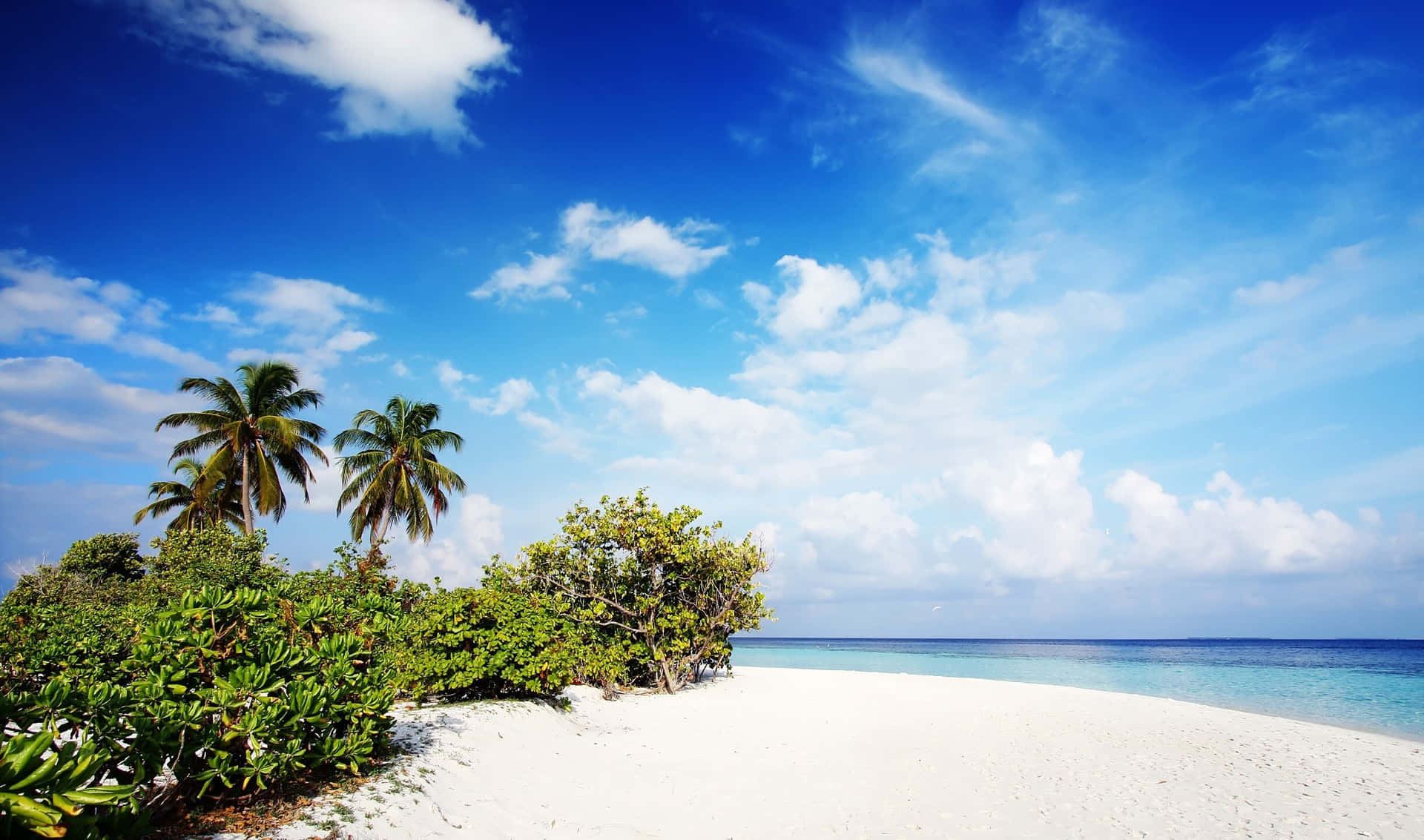 a white sandy beach with palm trees