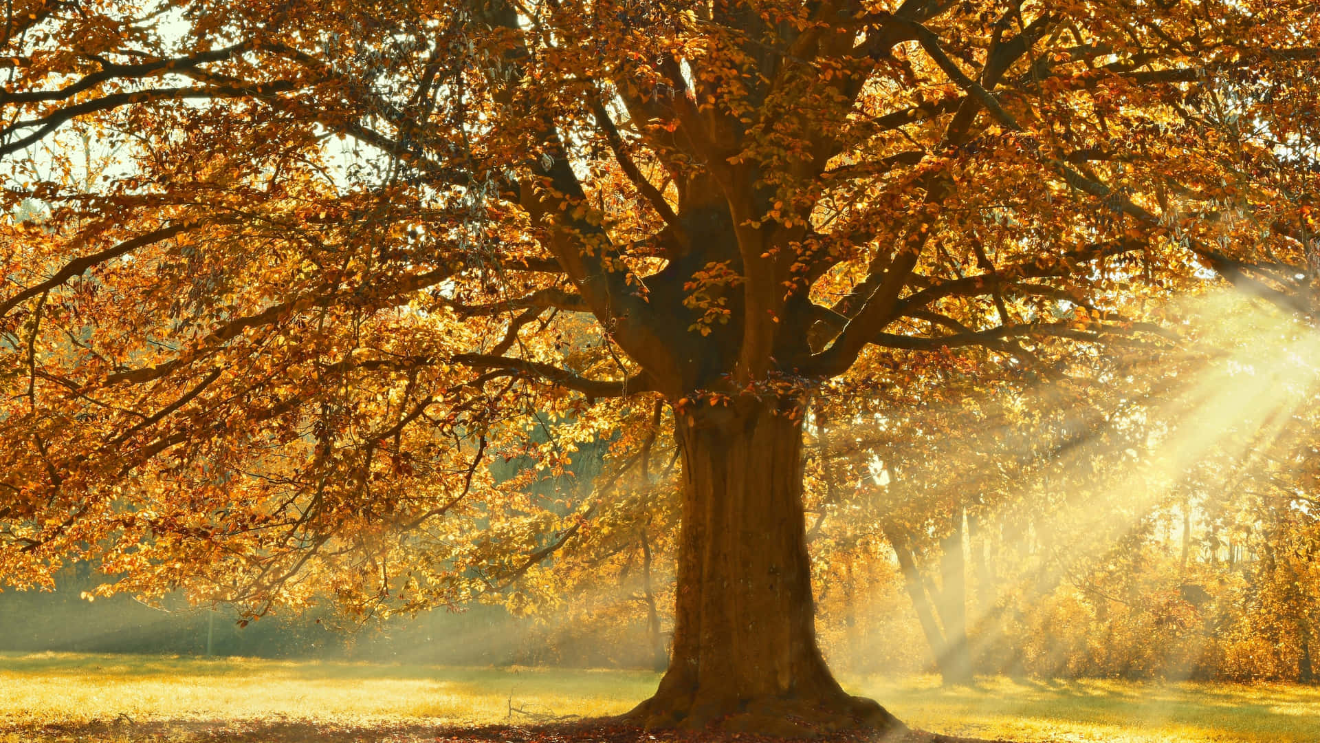 2560 X 1440 Autumn Tree Wallpaper