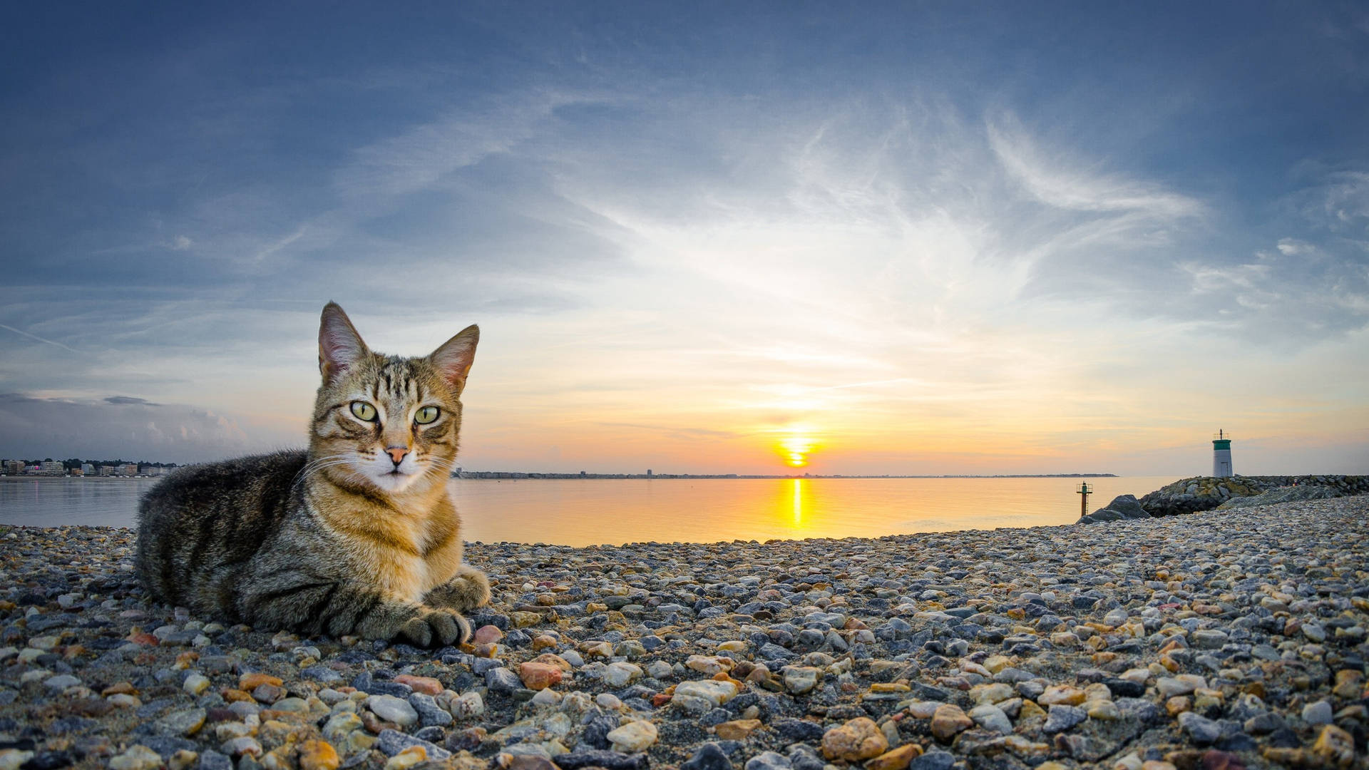 2560 X 1440 Cat Along Seaside Background