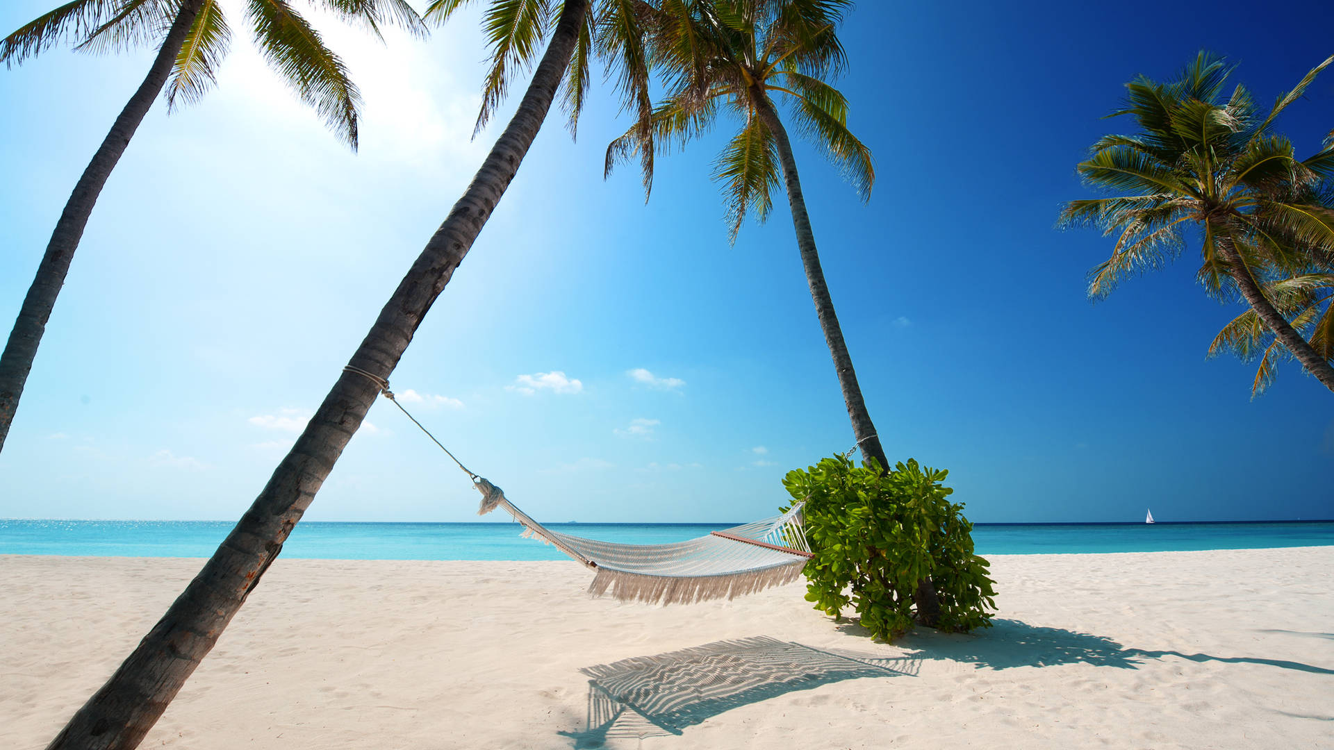 2560 X 1440 Relaxing Seaside Hammock Getaway Picture