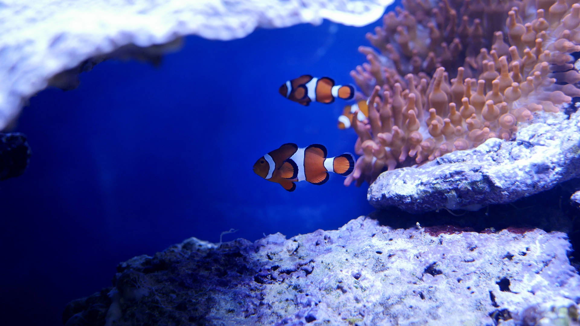 2560 X 1440 Sea Clown Fish Picture