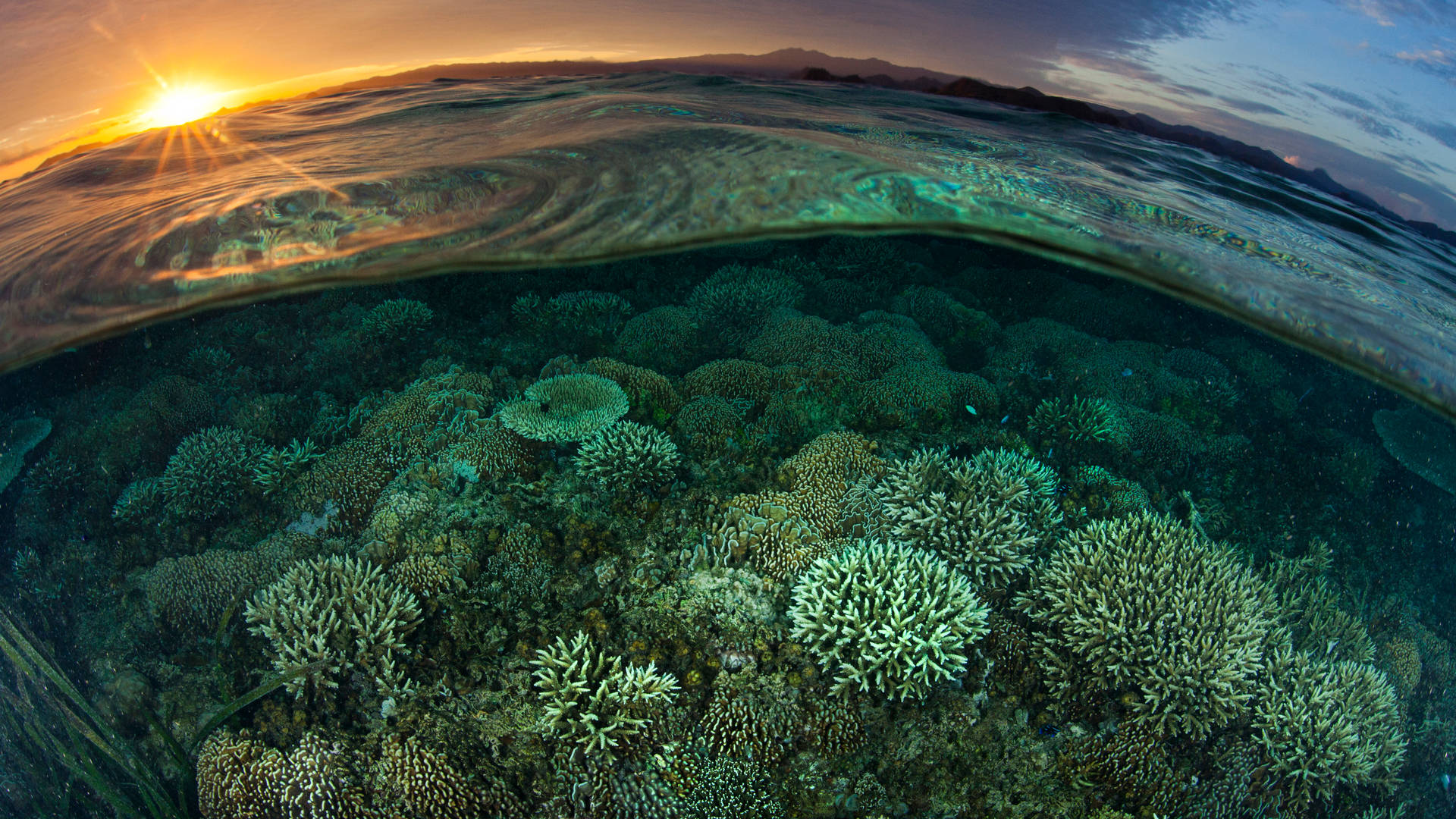2560 X 1440 Sea Coral Reeves Wallpaper
