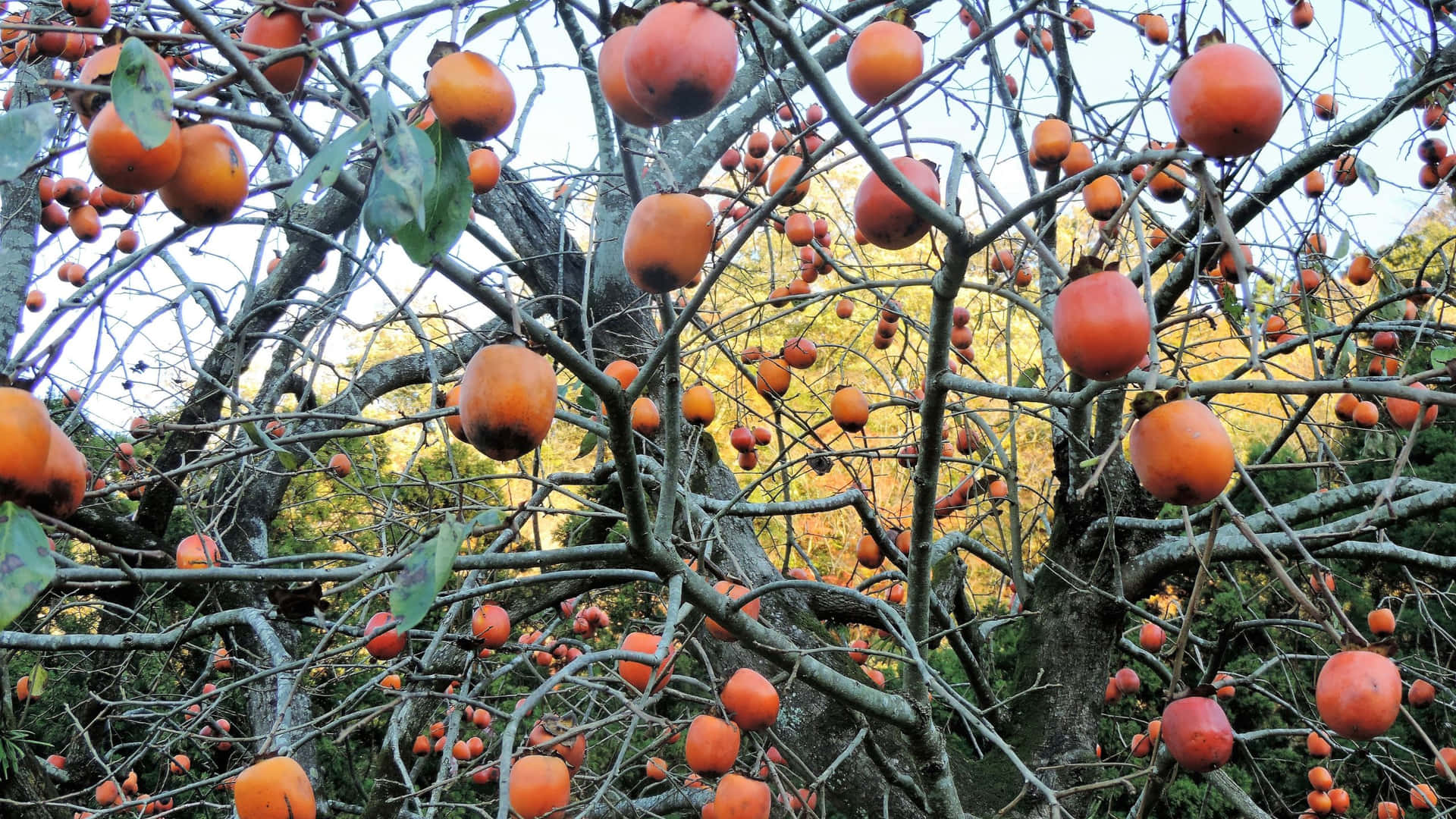 Ettræ Med Orange Frugt.