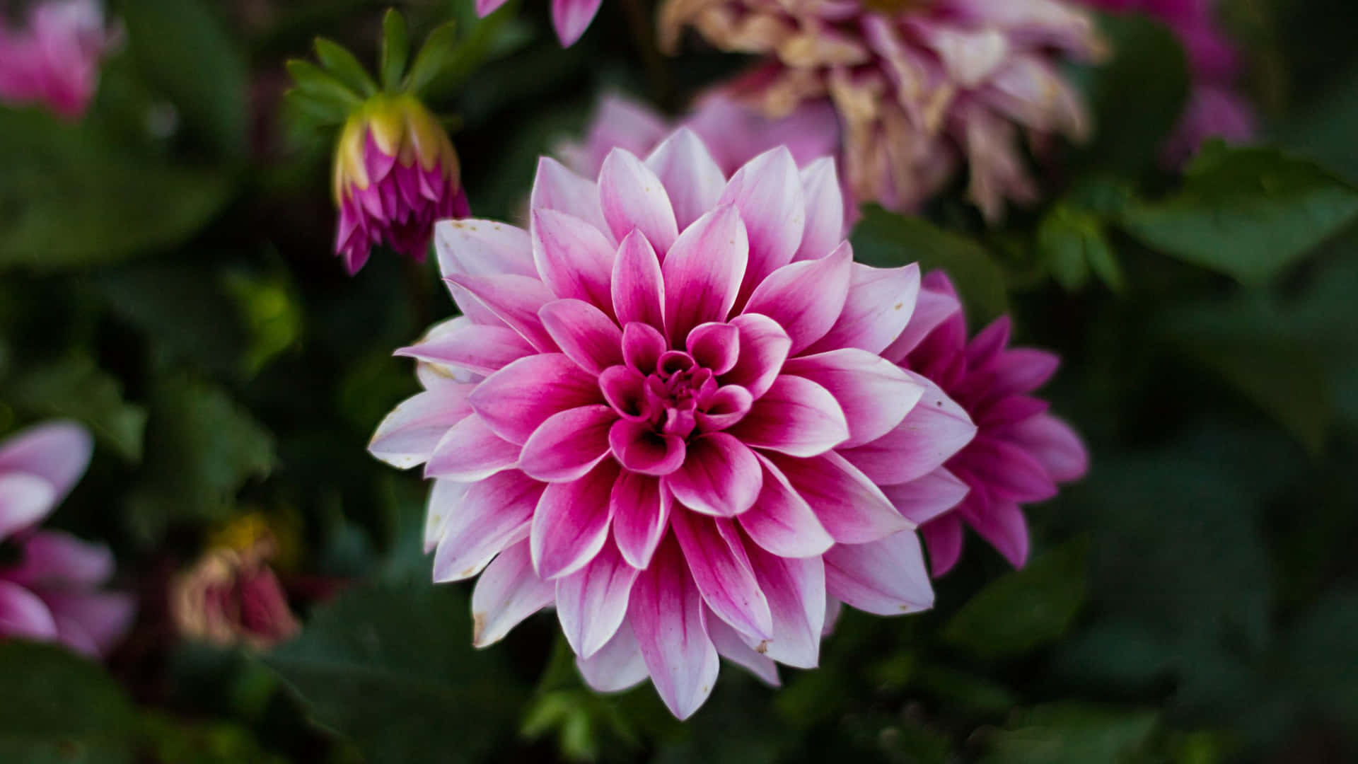 A Close Up Of Pink Dahlia Flowers