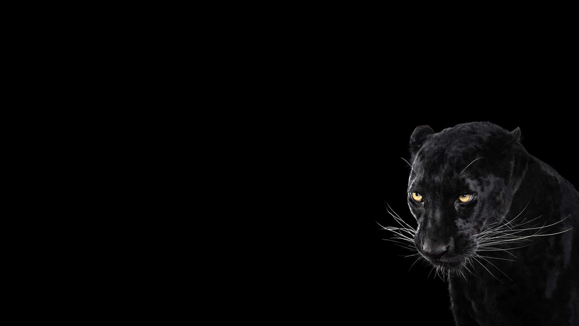 2560x1440 Black Panther Animal Wallpaper
