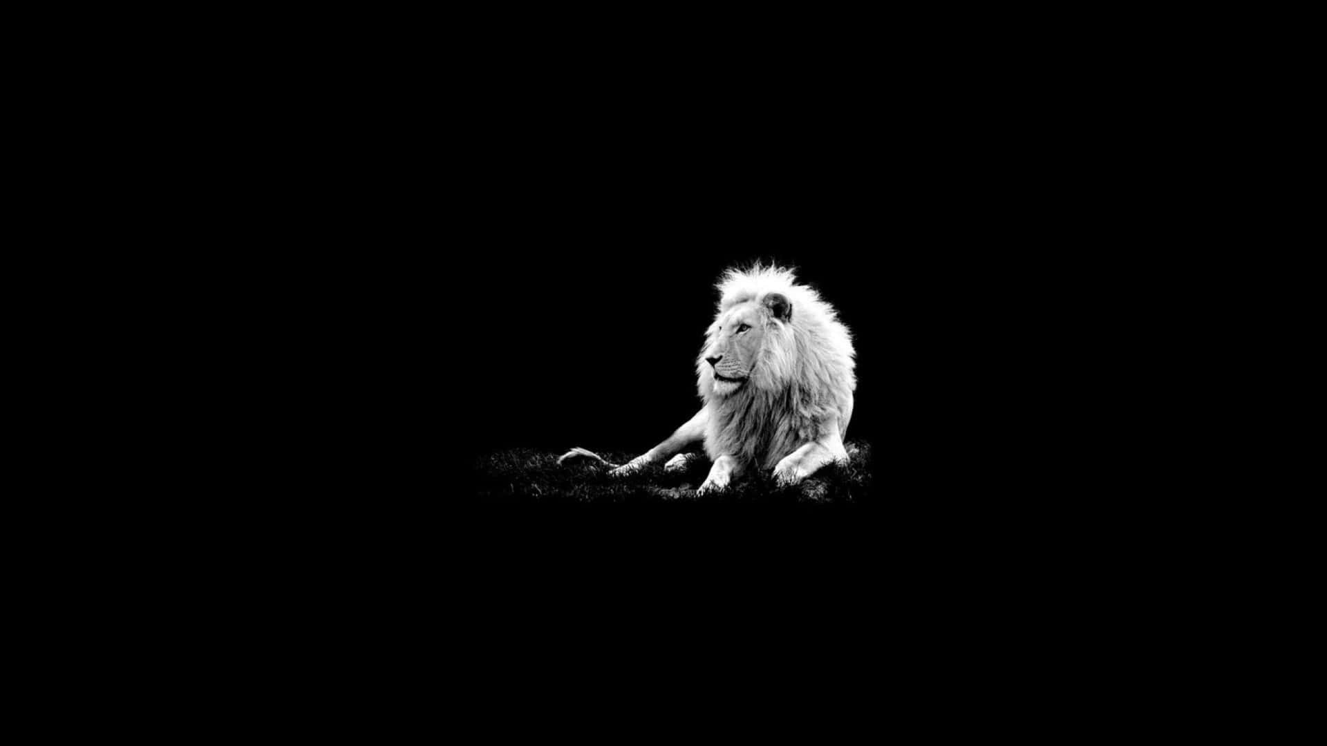 2560x1440 Black White Lion Wallpaper