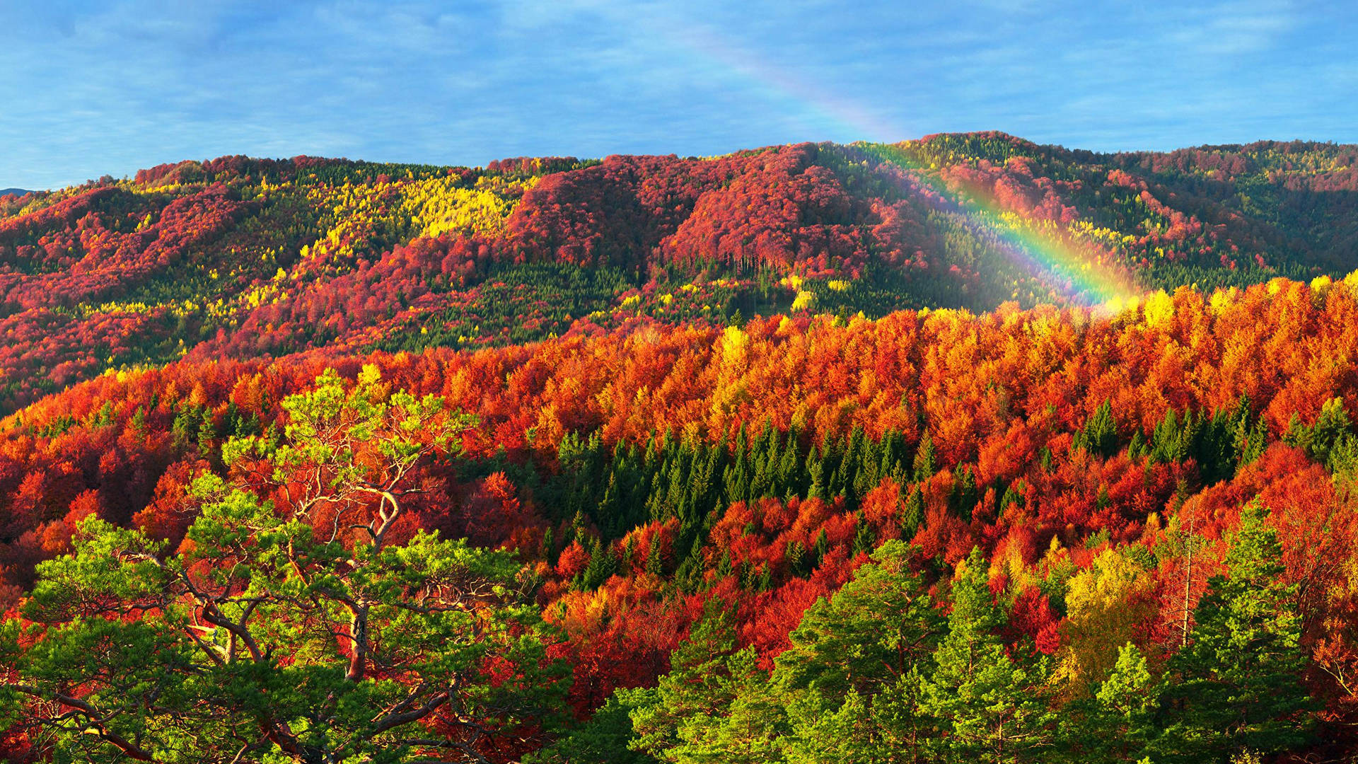2560x1440 Fall Colourful Forest Wallpaper