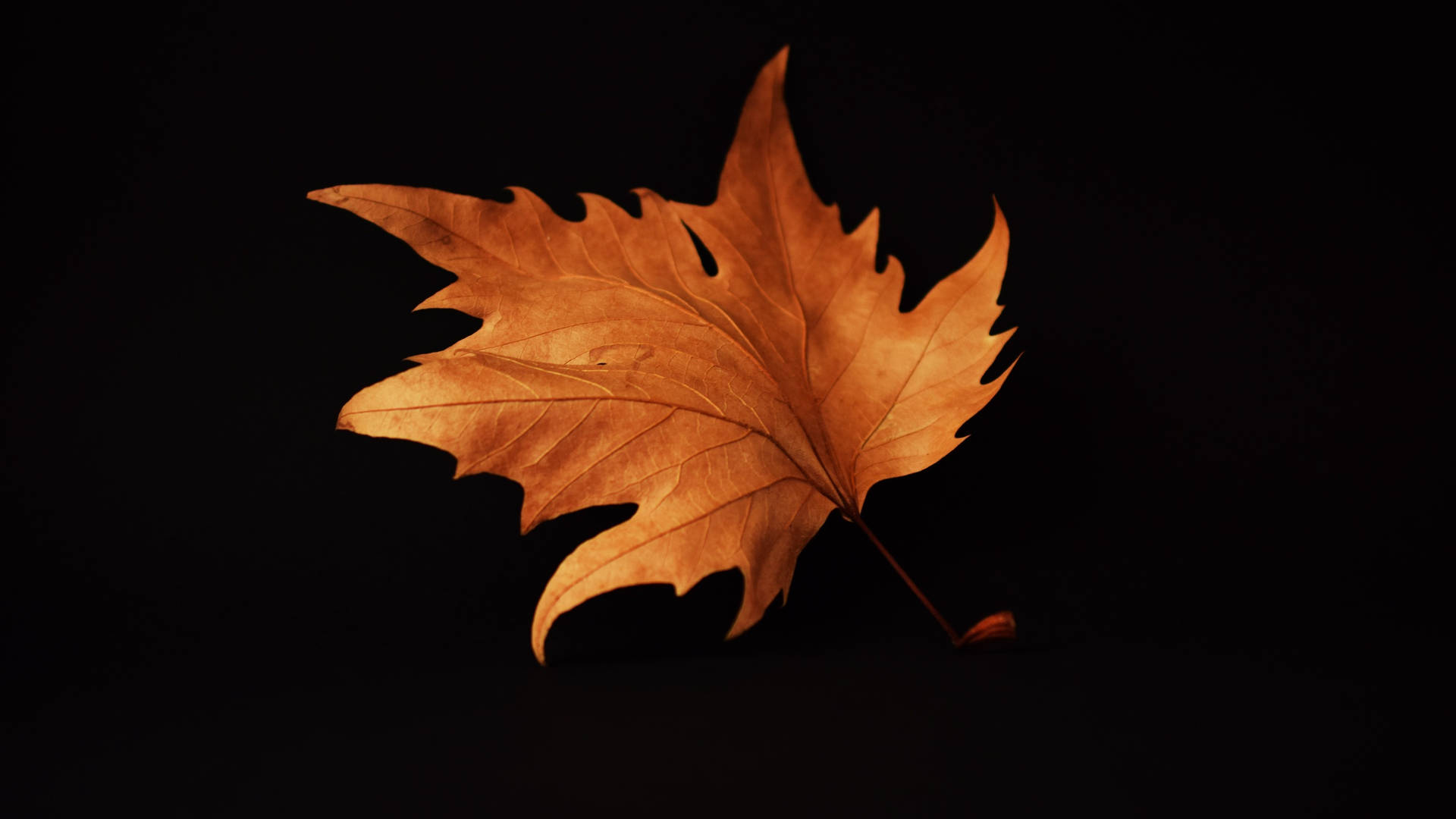 2560x1440 Fall Dried Maple Leaf