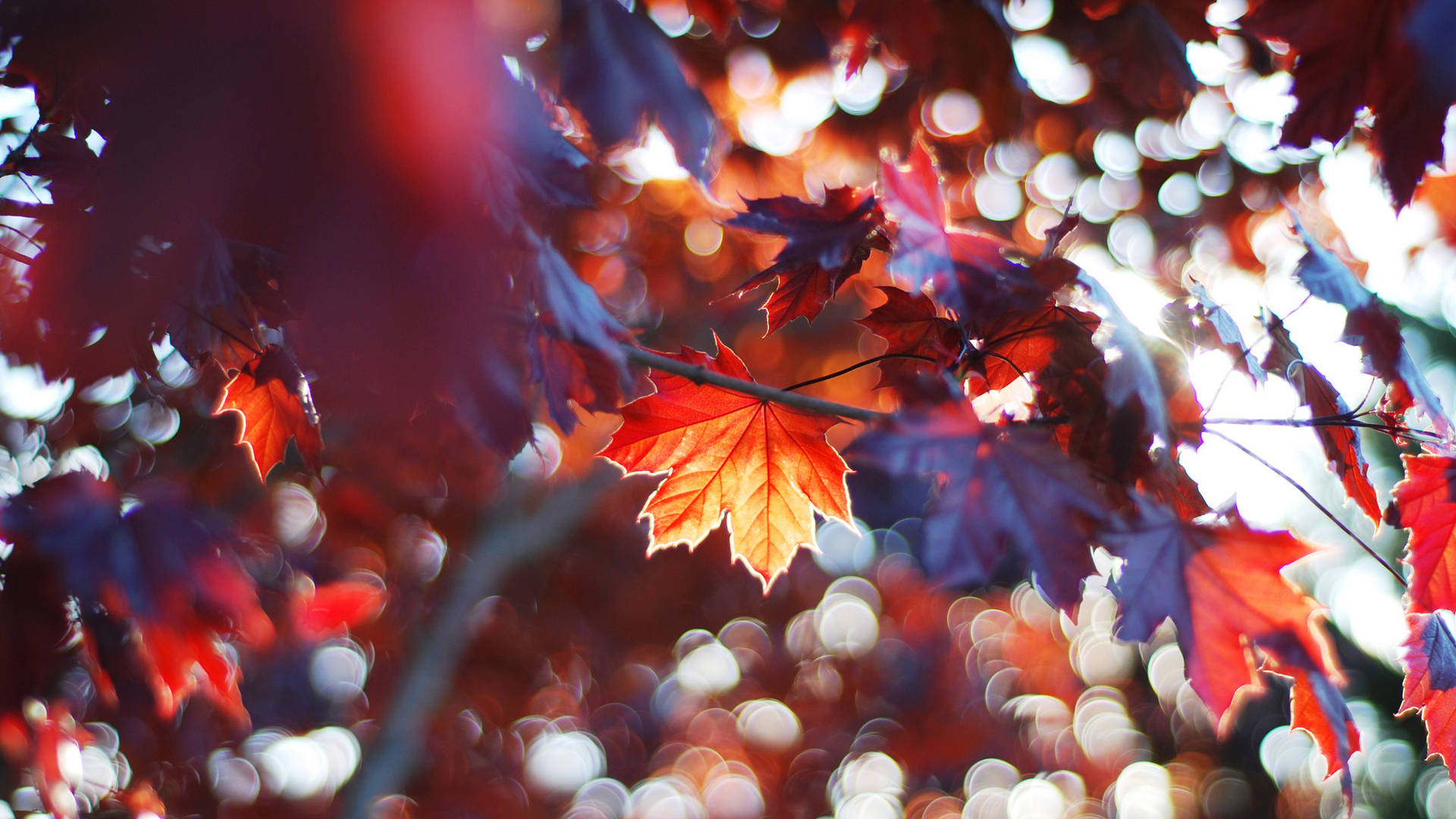 2560x1440 Fall Leaves And Sunrays
