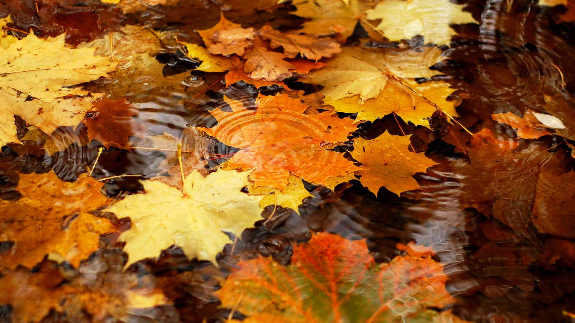 2560x1440 Fall Maple Leaves On Water