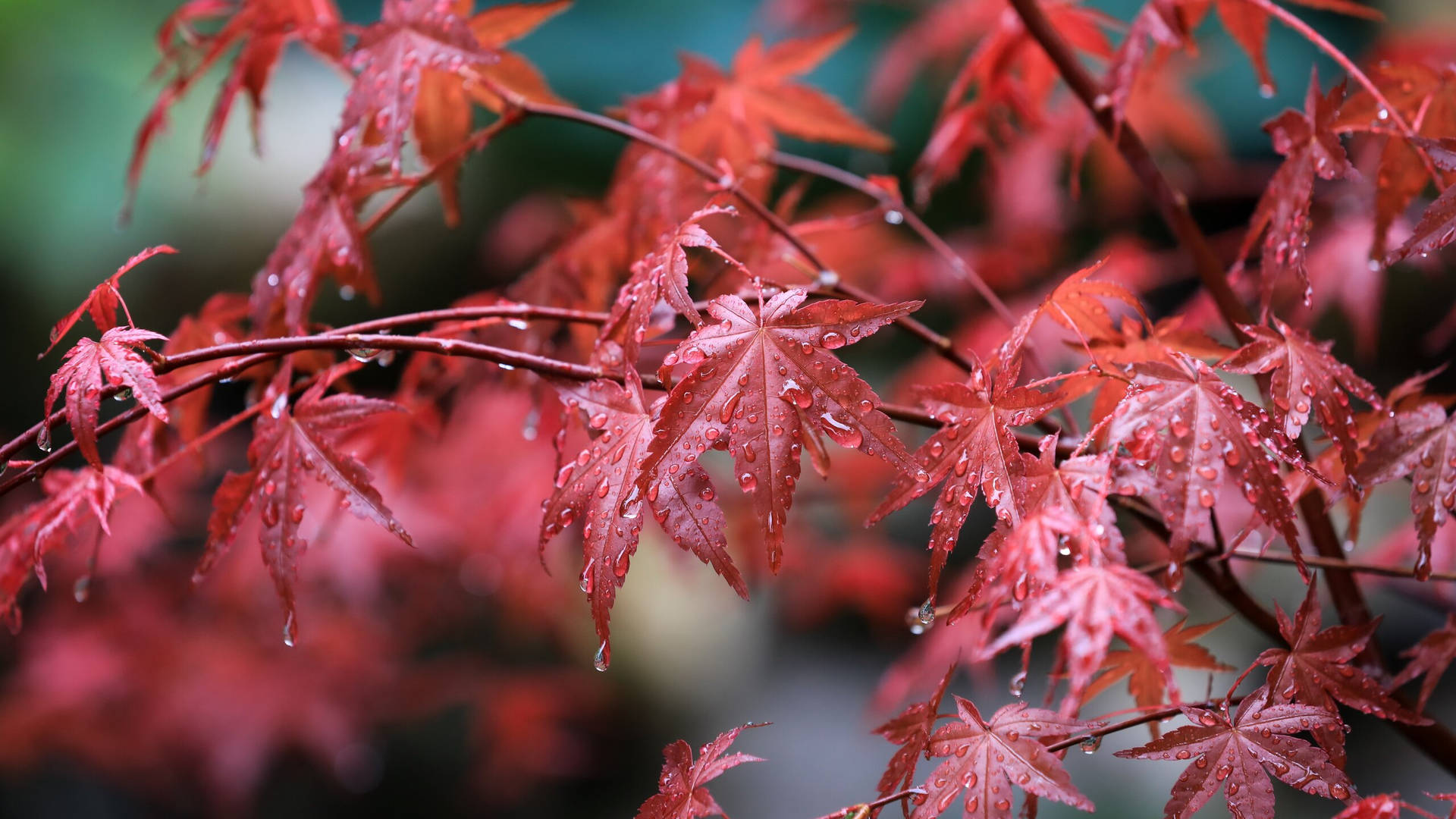 2560x1440 Fall Pale Red Maple Leaves