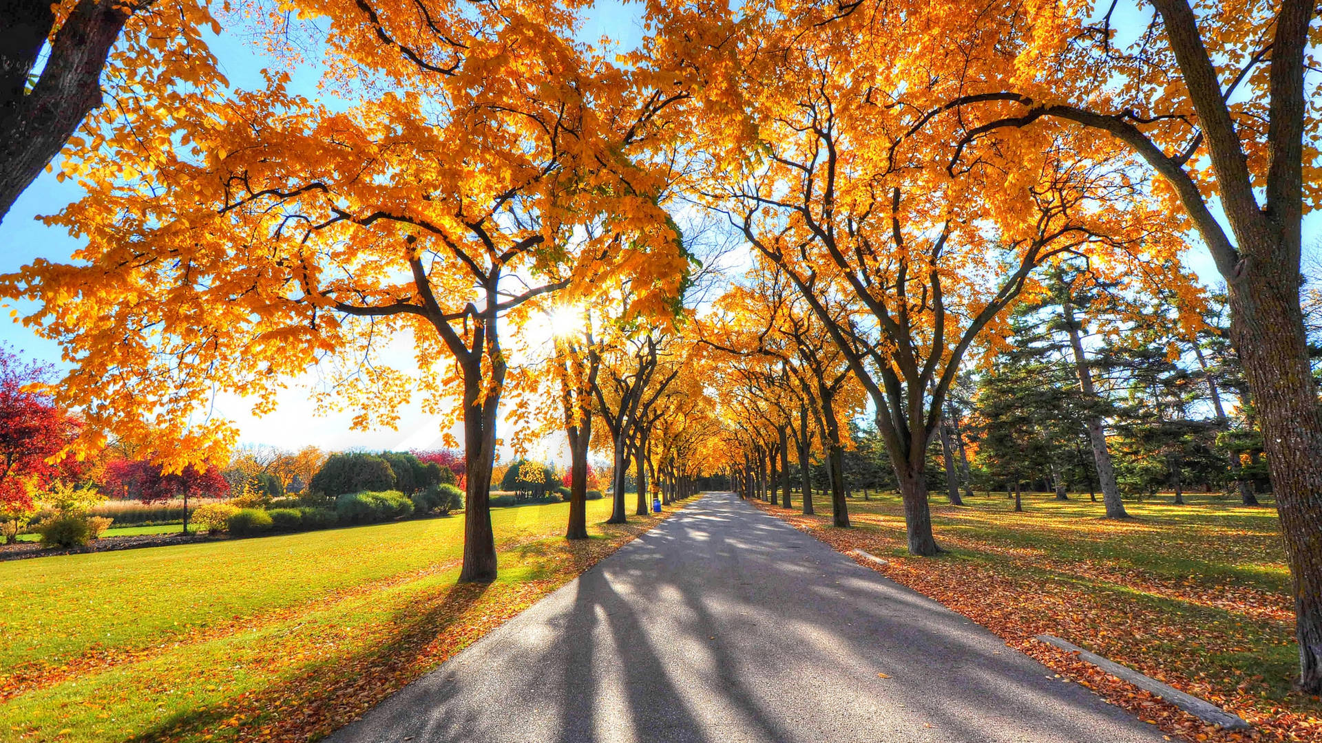 2560x1440 Fall Park With Maple Trees Wallpaper