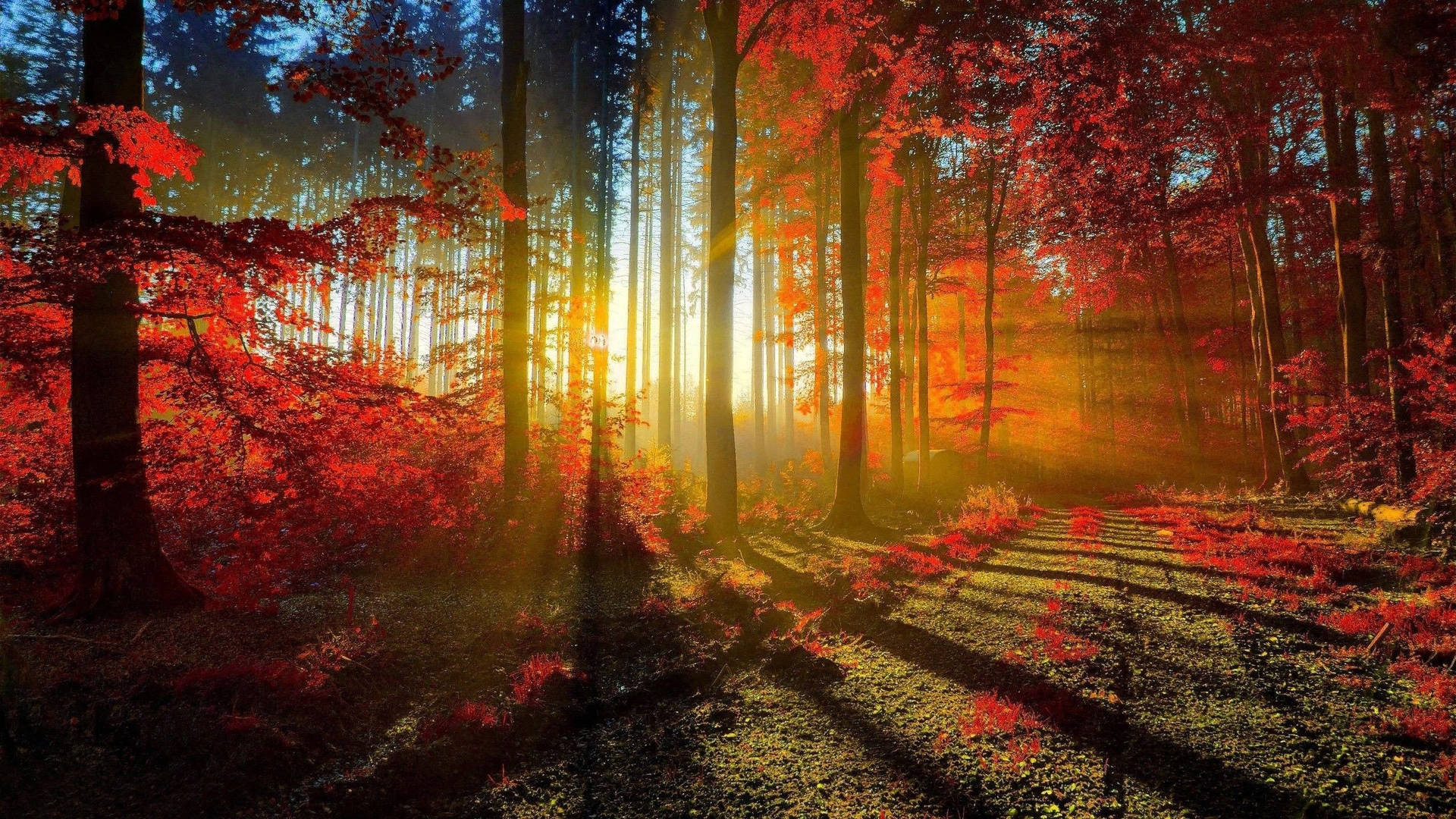 2560x1440 Fall Sun-lit Forest Wallpaper