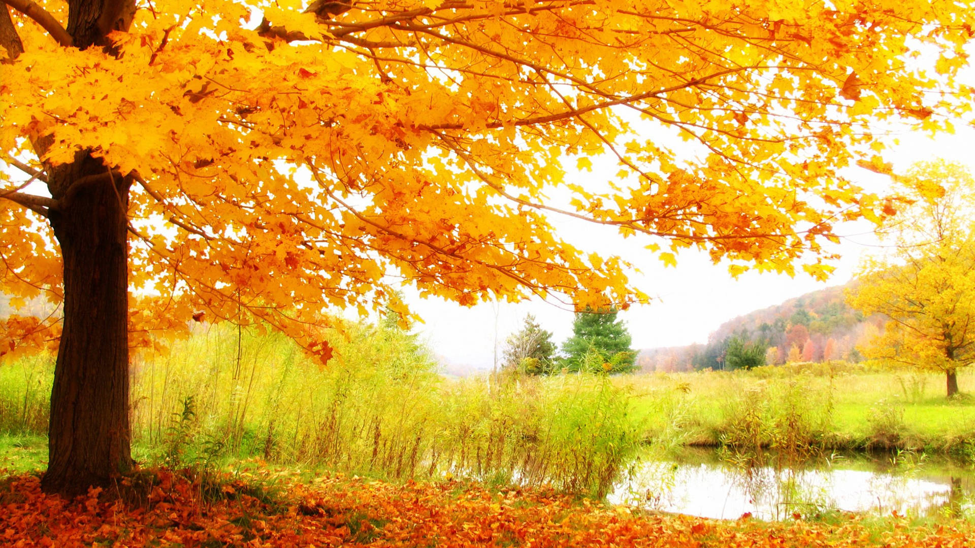 2560x1440 Fall Tree By The Lake