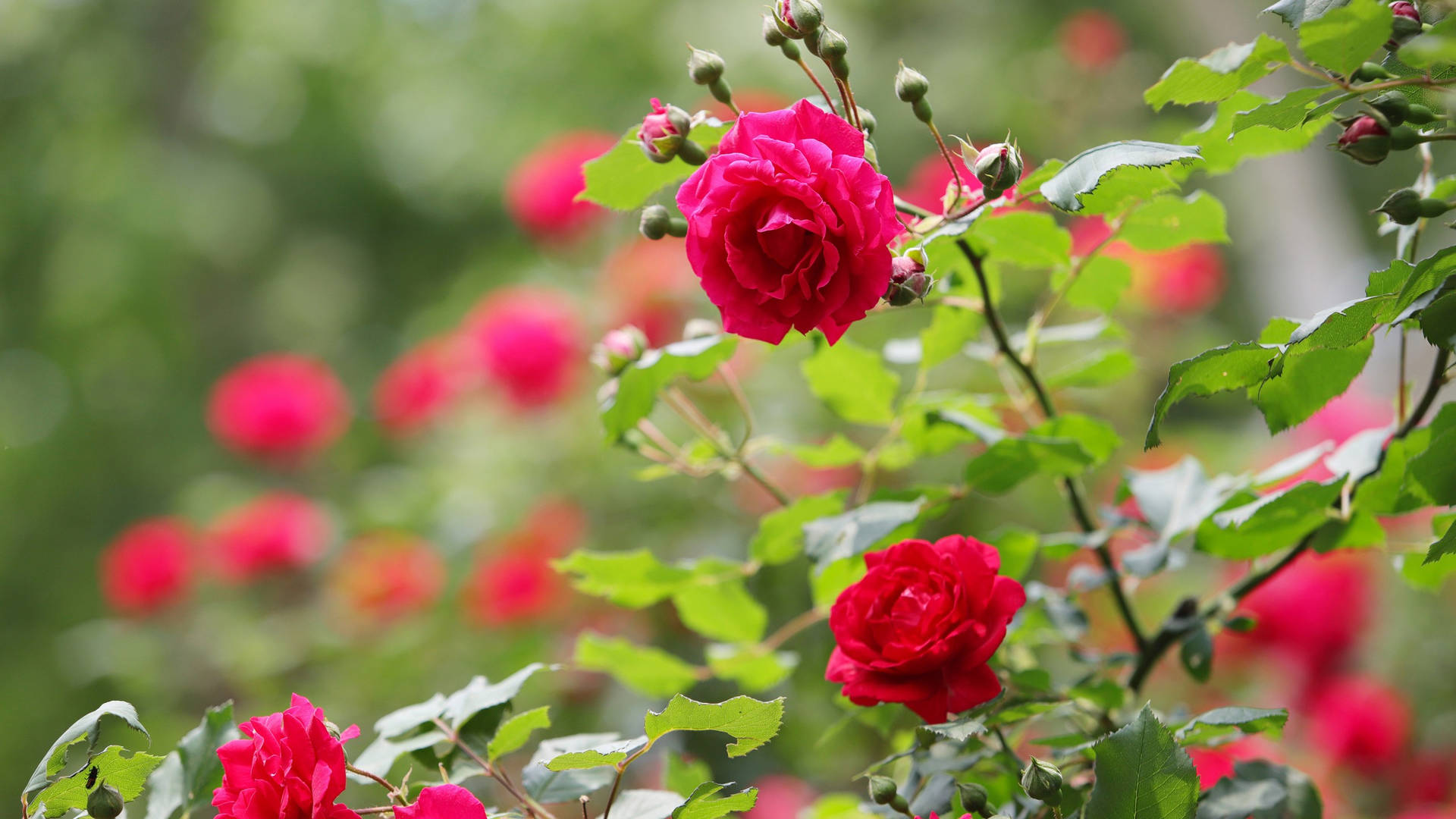 2560x1440 Spring Bush Rose Wallpaper