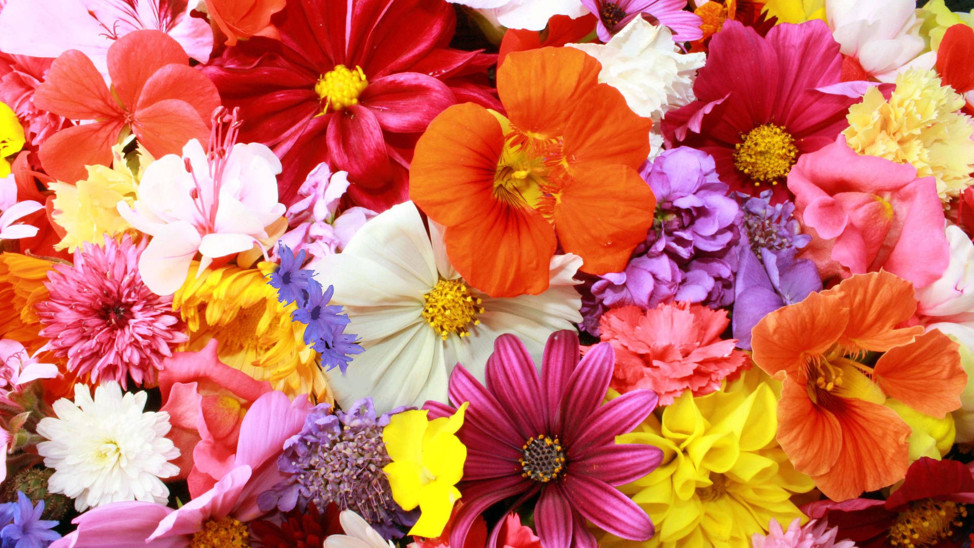 2560x1440 Spring Colorful Flowers Together Wallpaper