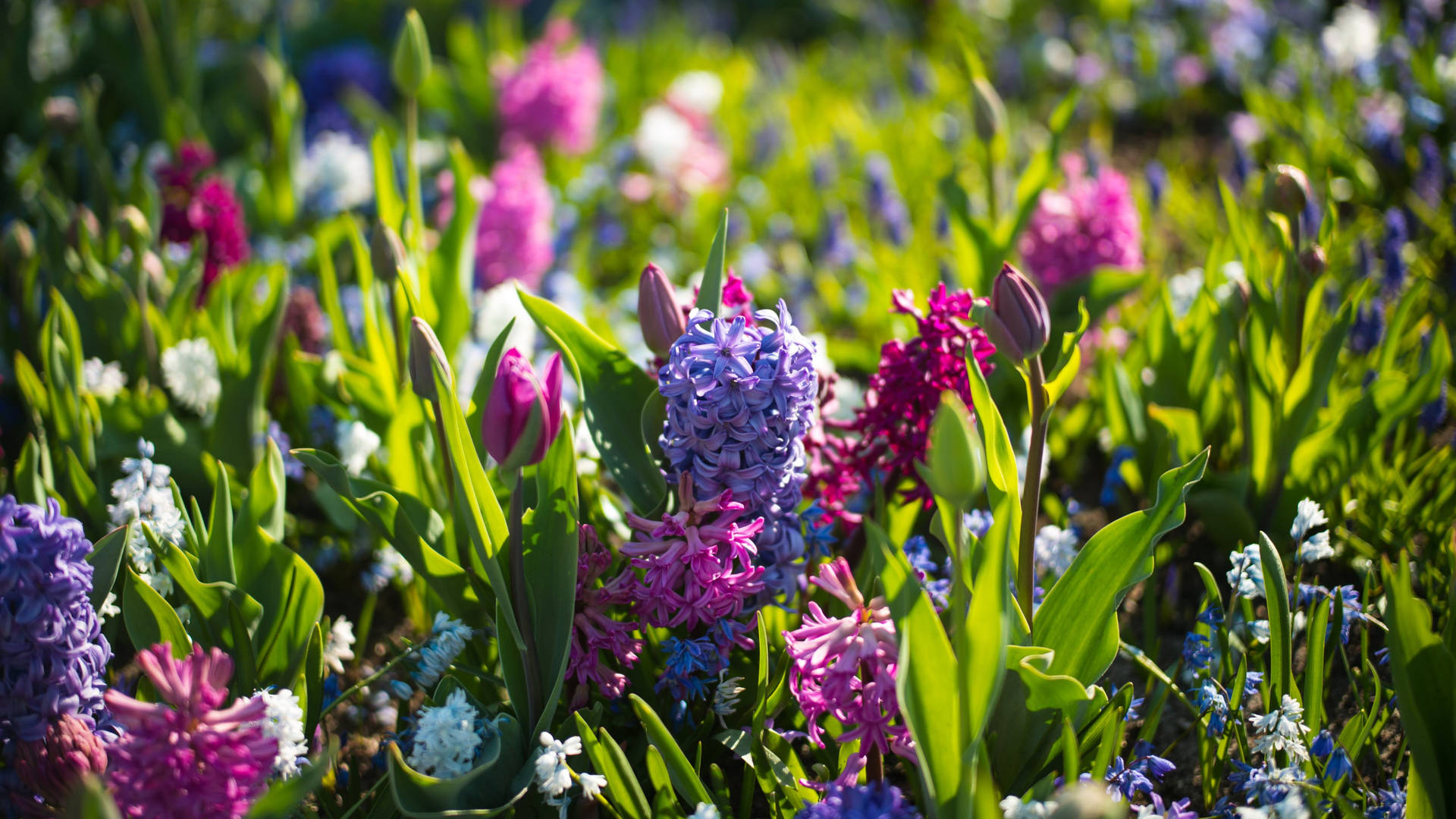 2560x1440 Spring Field With Hyacinths Wallpaper