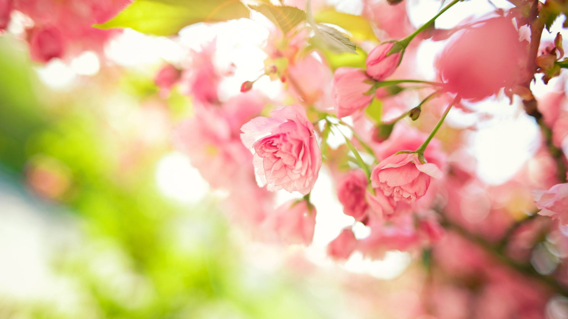 2560x1440 Spring Pink Flowers Branches Wallpaper
