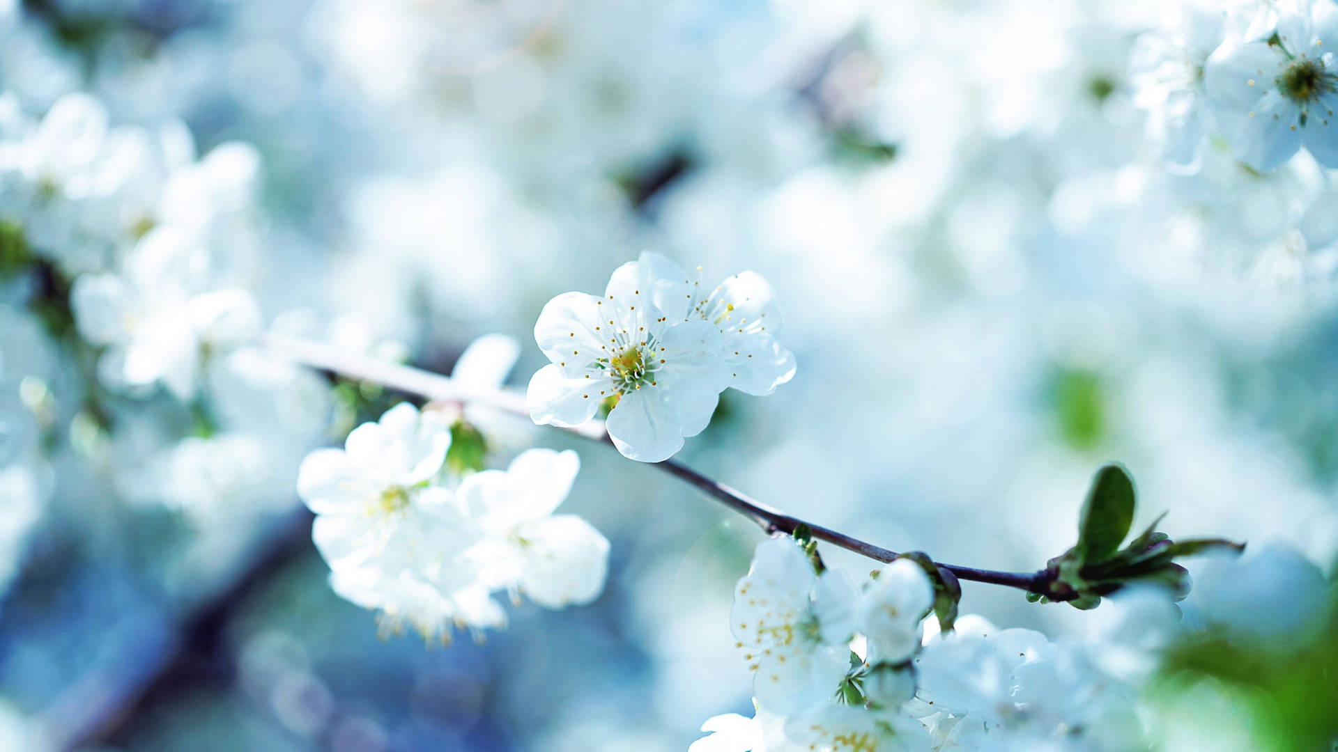 2560x1440 Spring Pretty White Flowers Wallpaper