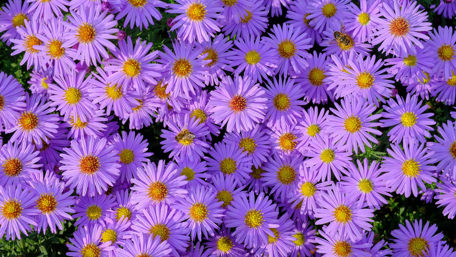 2560x1440 Spring Purple Asters Wallpaper