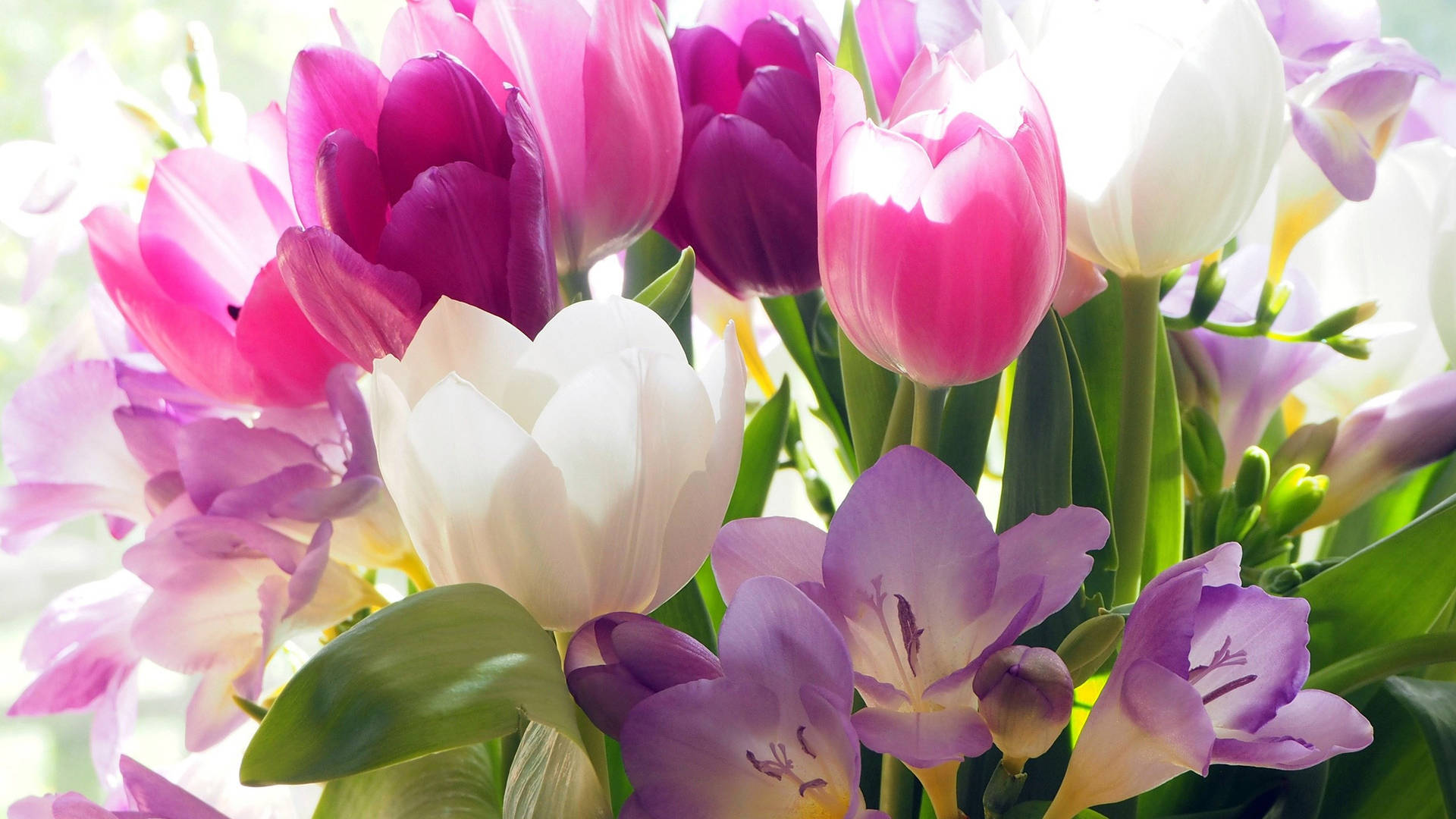 2560x1440 Spring Purple Tulips Wallpaper